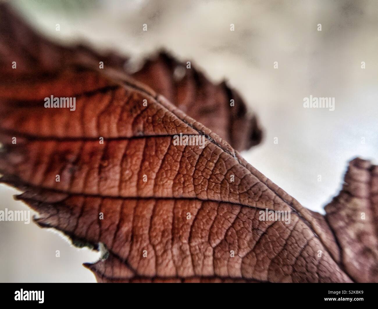 Leaf veins - Smartphone Captured Stock Image