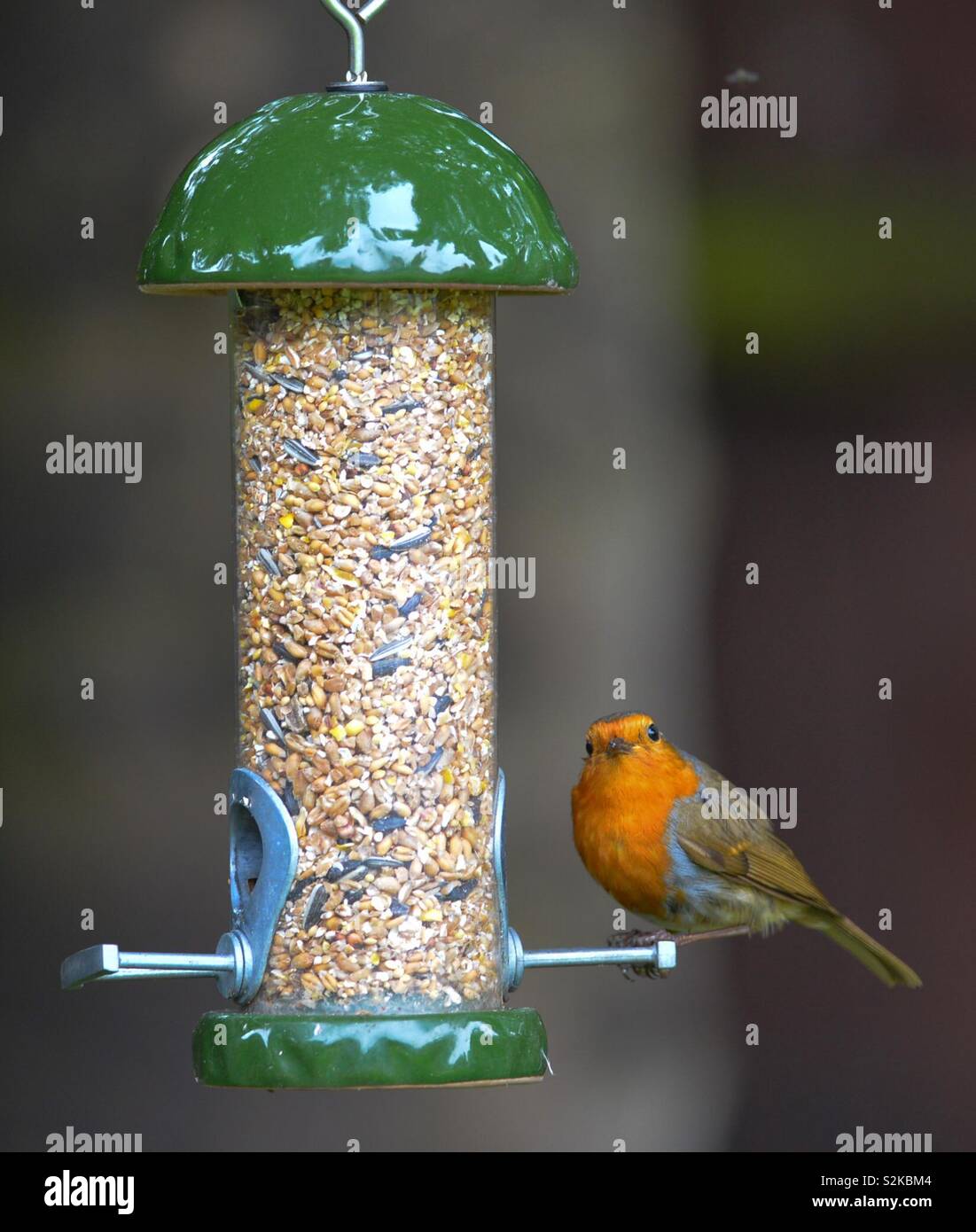 Robin On Birdfeeder Stock Photo 311442212 Alamy