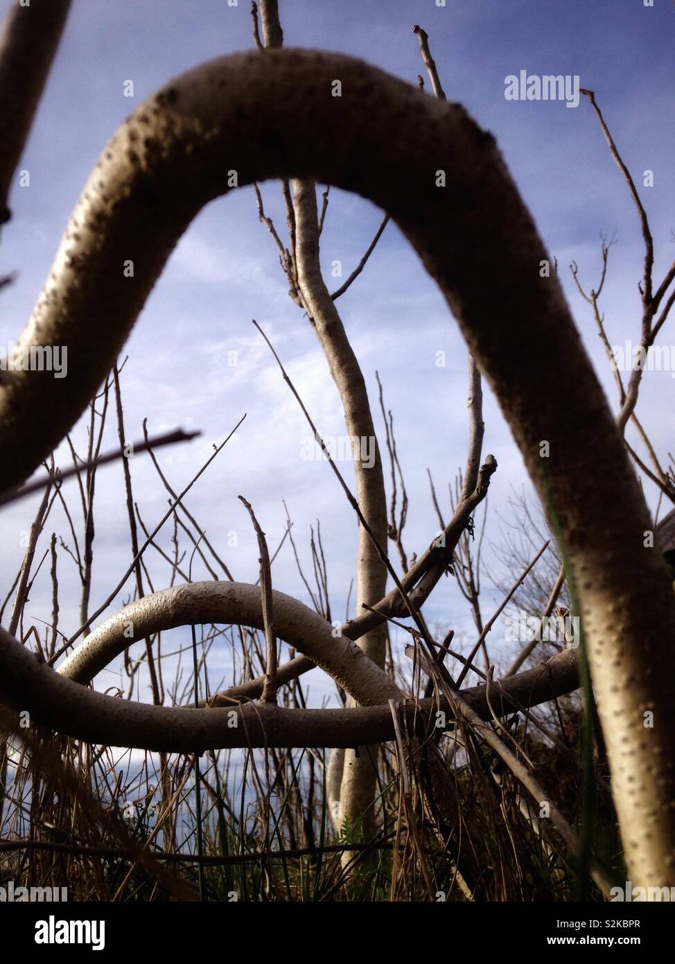 Tree of Heaven grows back twisted and gnarled after having been mown - Smartphone Captured Stock Image