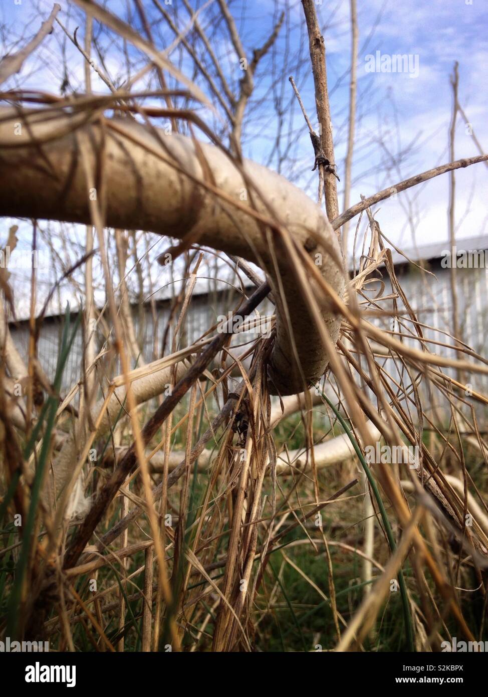 Ailanthus altissima growing back twisted and gnarly after having been mown back - Smartphone Captured Stock Image