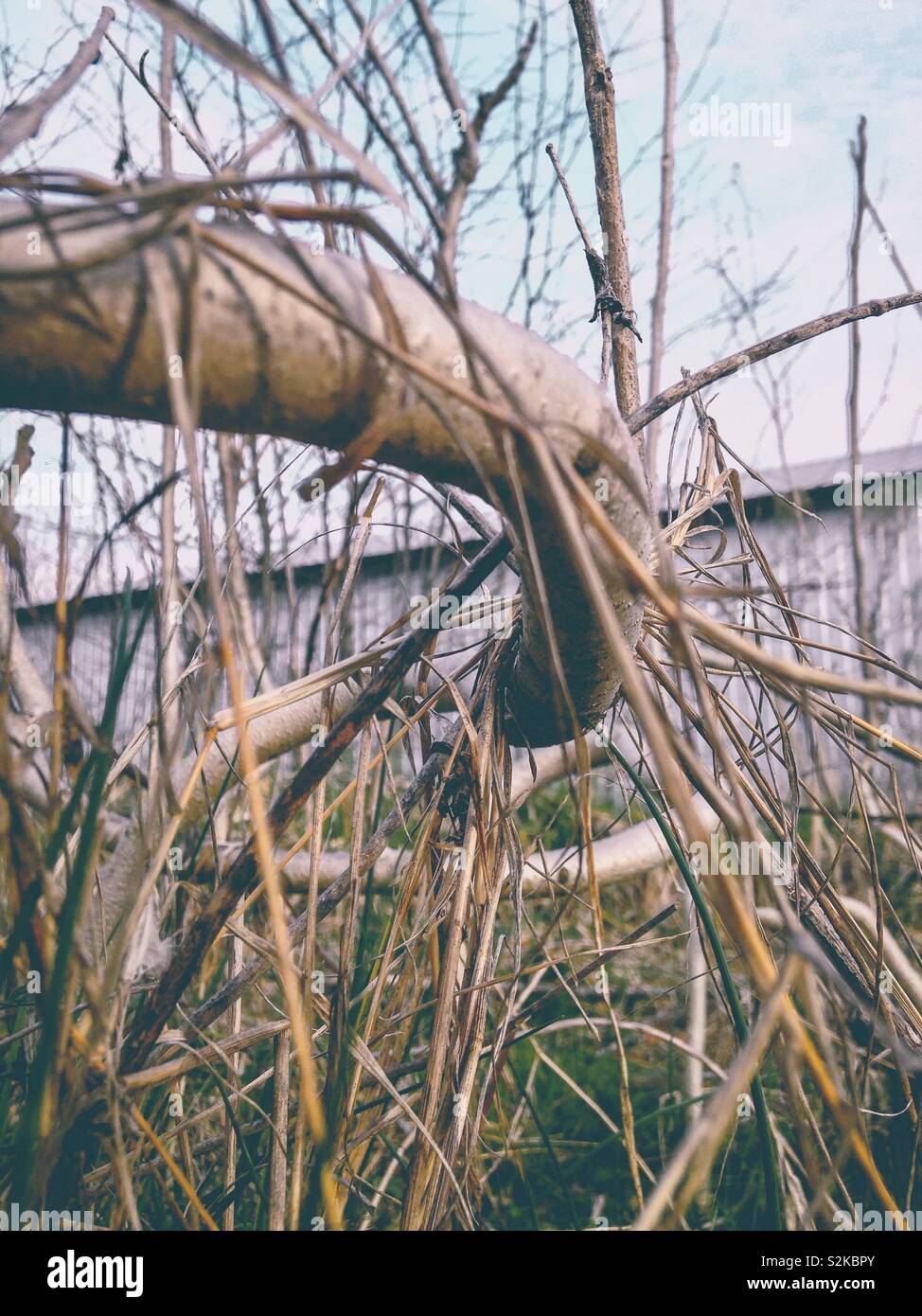 Twisted regrowth of Copel trees after having been previously mowed back - Smartphone Captured Stock Image