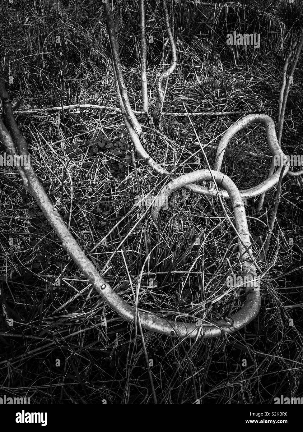 Black and white photo of gnarled Tree of Heaven regrowth after having been mowed- North Carolina - Smartphone Captured Stock Image