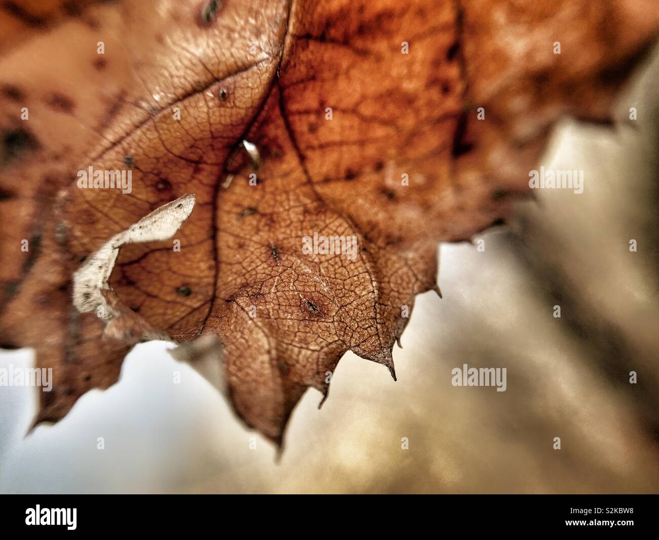 Dying leaf - Smartphone Captured Stock Image