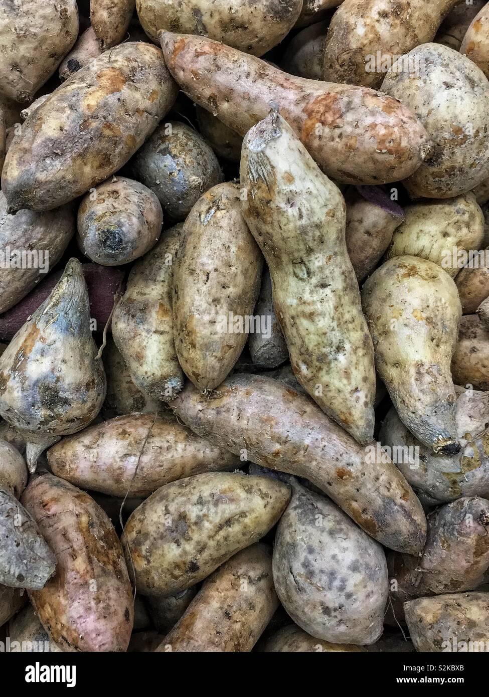 Types Of Yams