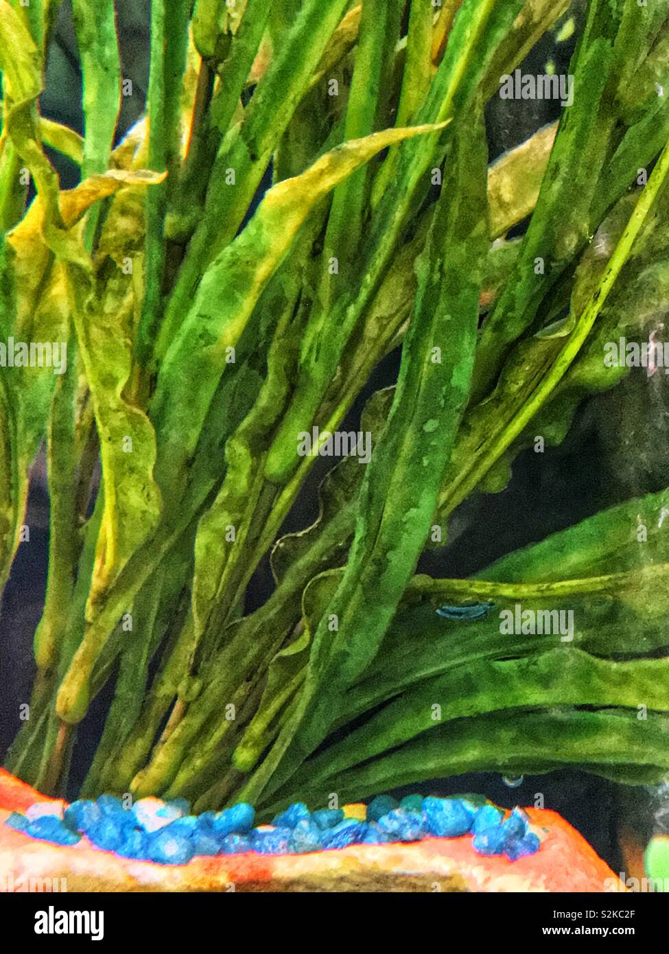 Bright green plastic strands of underwater plant foliage in a fish tank. - Smartphone Captured Stock Image