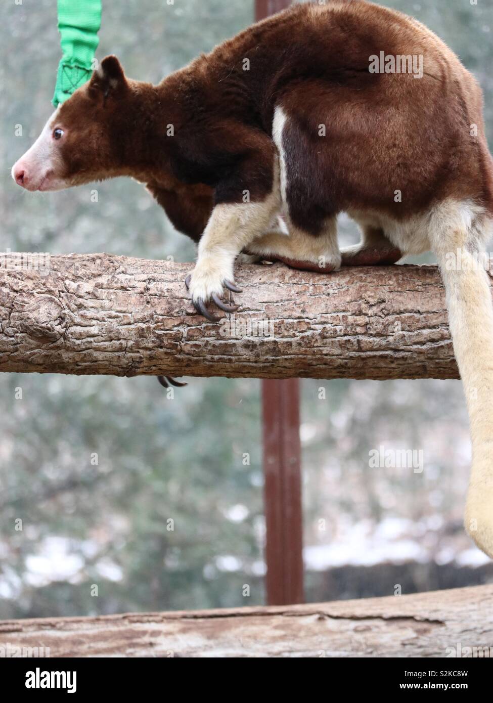 Koala Bear - Smartphone Captured Stock Image