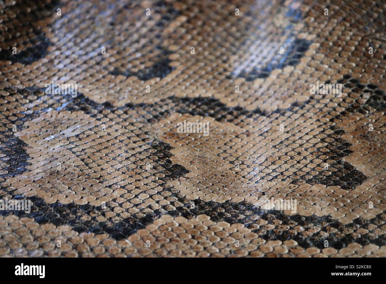 Python skin hi-res stock photography and images - Alamy
