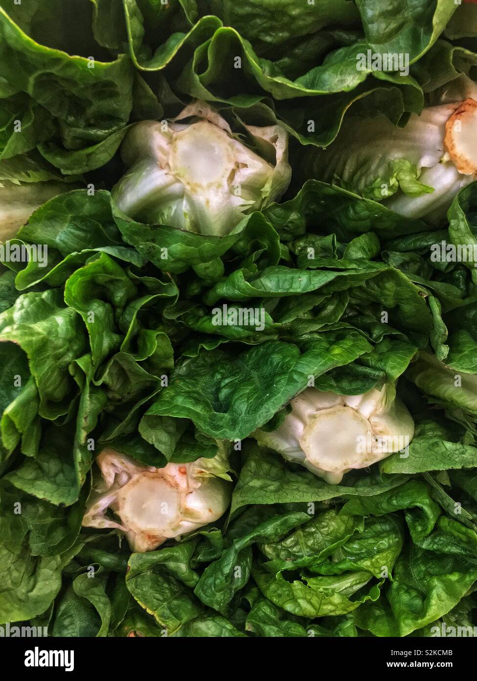 Full frame of fresh delicious ripe green romaine lettuce salad stacked and piled high and displayed for sale at the local produce vendor. Stock Photo