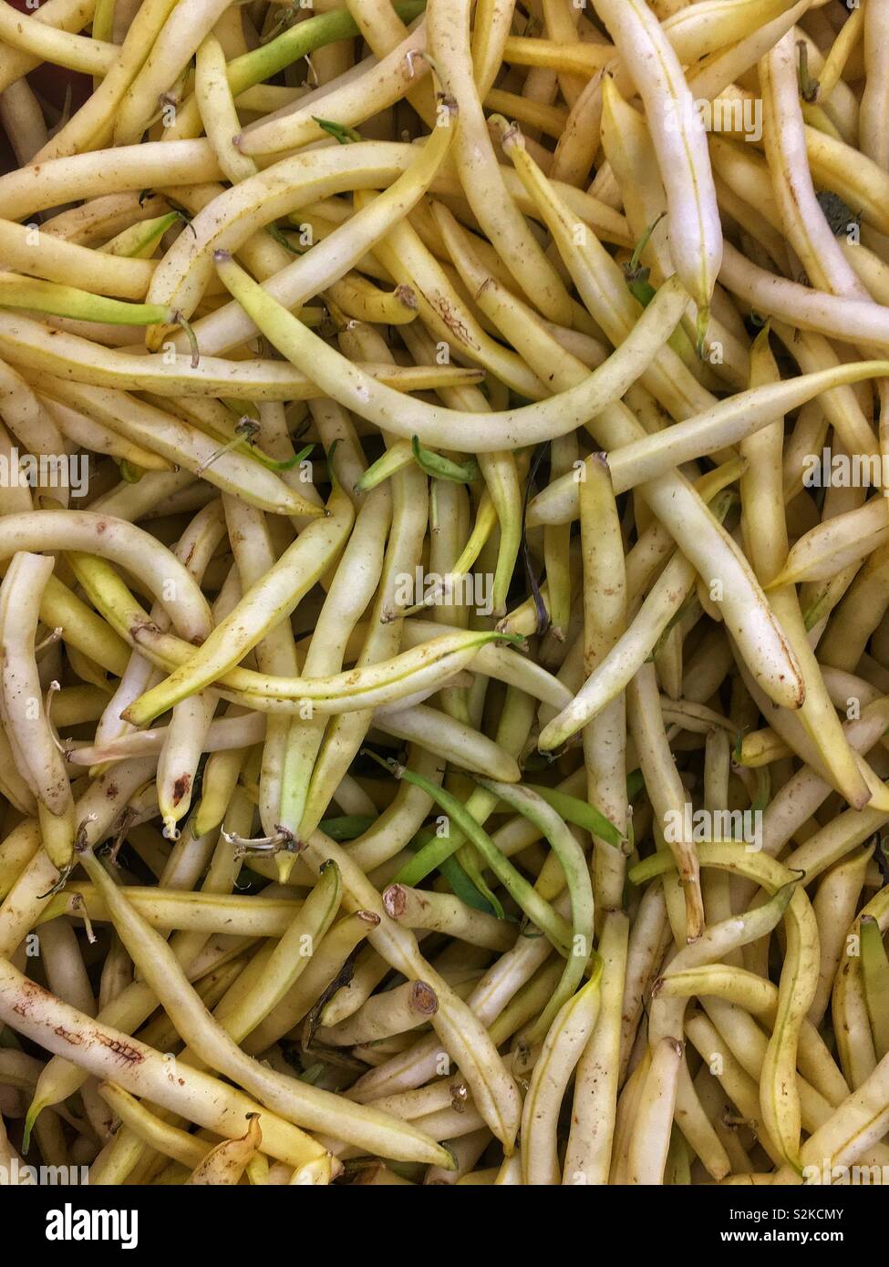 Full frame of a pile of delicious farm fresh white wax beans displayed and for sale at the local fresh produce vendor. - Smartphone Captured Stock Image