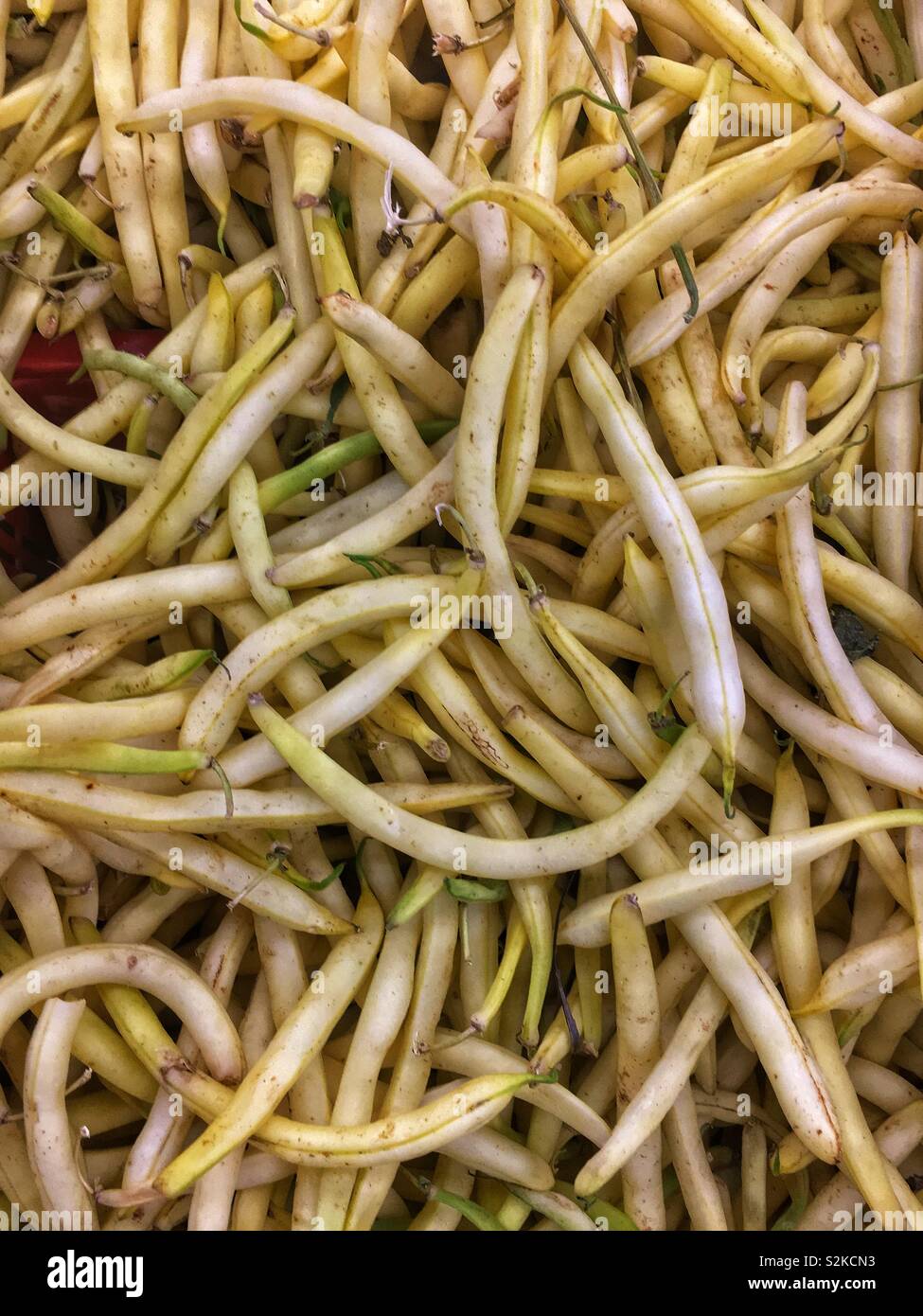 Full frame of a pile of delicious farm fresh white wax beans displayed and for sale at the local fresh produce vendor. - Smartphone Captured Stock Image