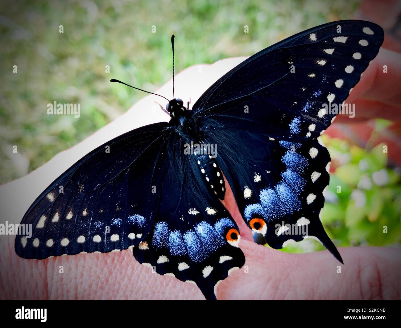 Female black swallowtail butterfly on a woman’s hand Stock Photo