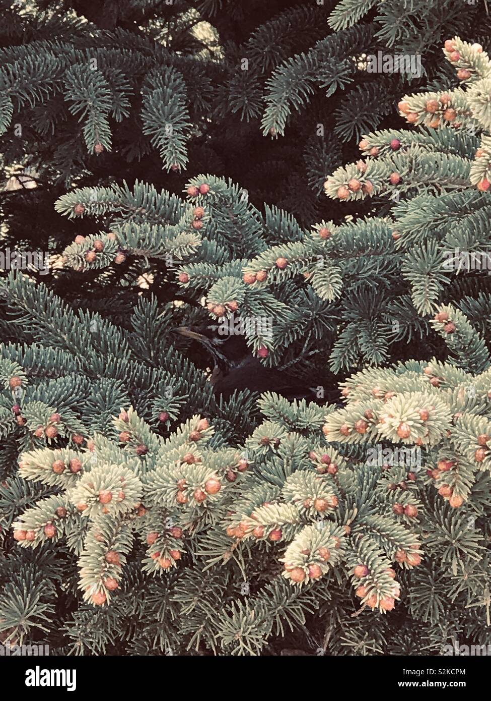 Nesting bird in pines Stock Photo Alamy