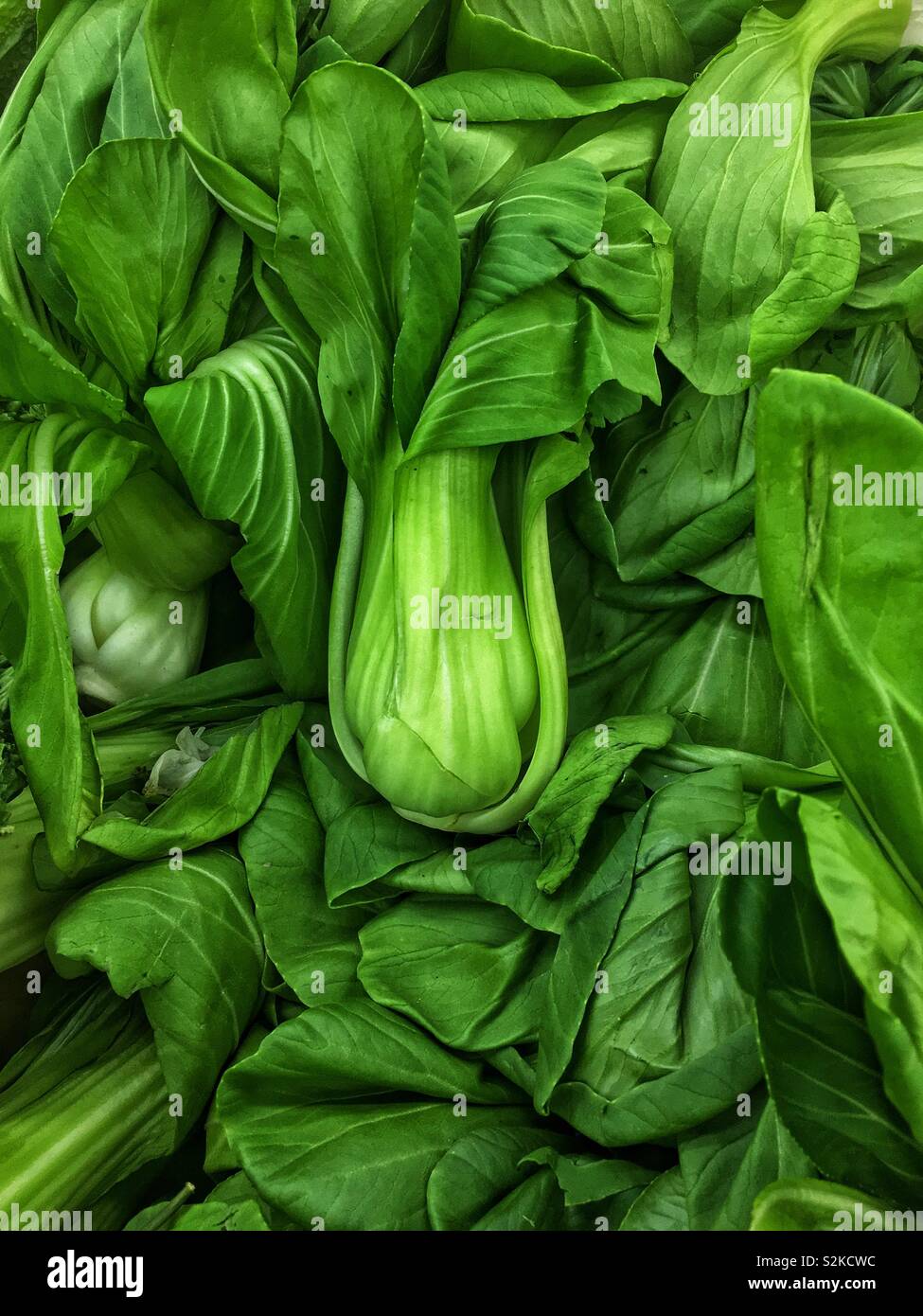 Full frame of fresh delicious ripe green baby bok choy, pak choi, pok choi, Shanghai Green, xiǎo bái cài, 上海青, Shànghǎi qīng on display and for sale at the local produce vendor. - Smartphone Captured Stock Image