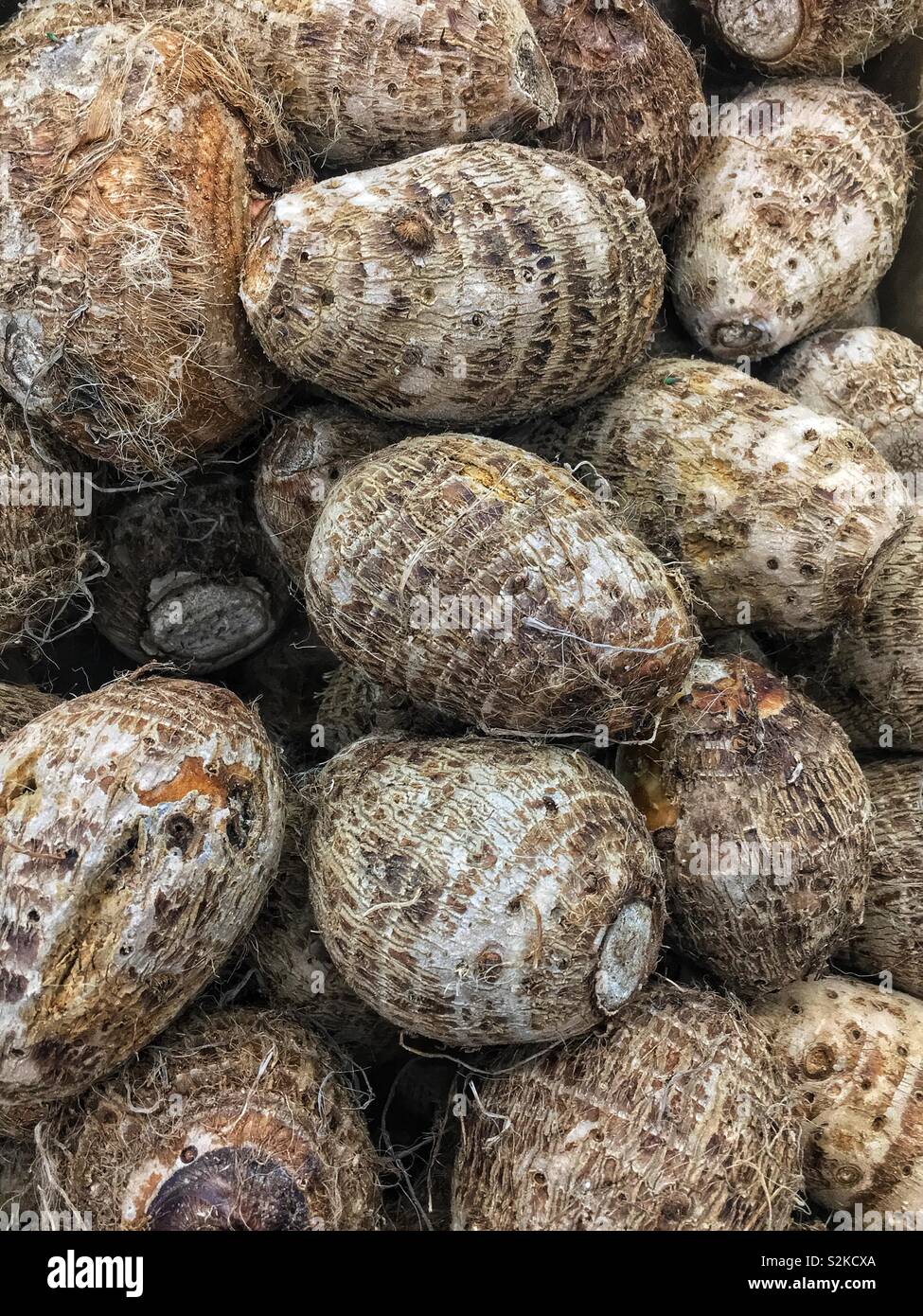 Full frame of fresh delicious ripe malangas, eddoe root, eddo root, Colocasia antiquorum, Chinese eddoes on display and for sale at the local produce vendor. - Smartphone Captured Stock Image