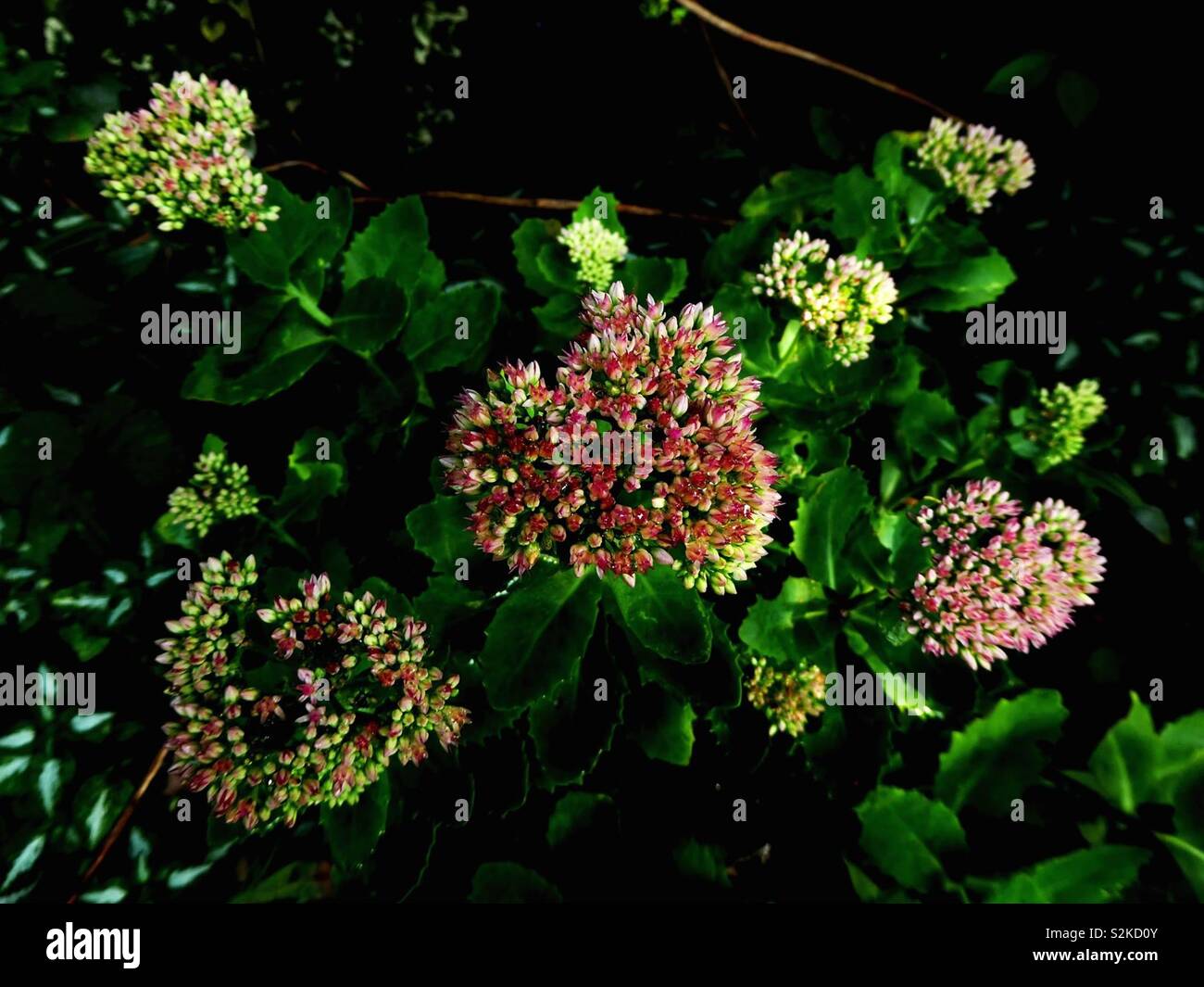 Sedum in Flower Summer/Autum Stock Photo