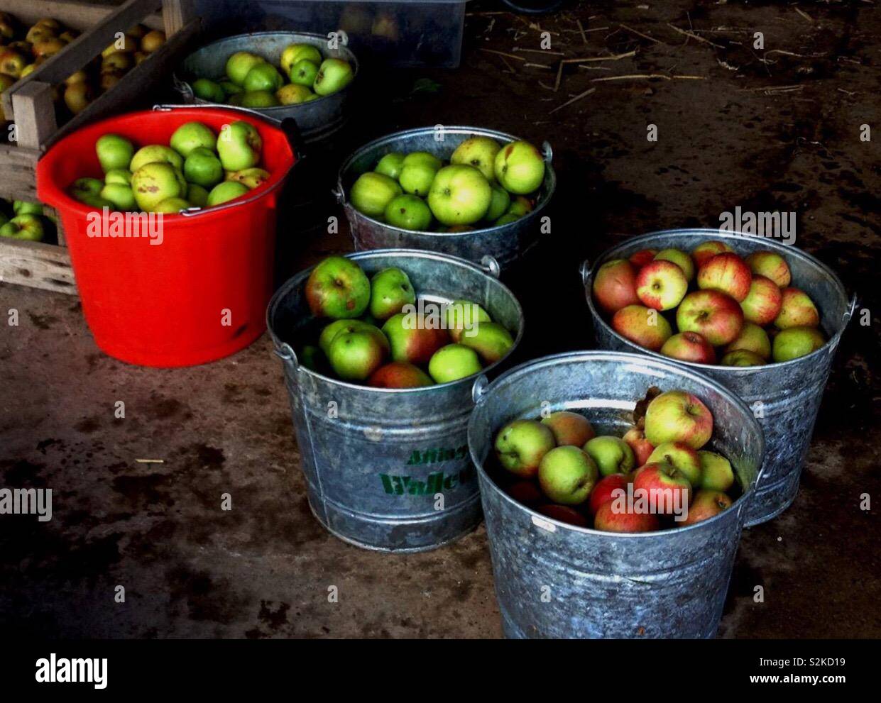 Apple Harvest in Galvanised Buckets - Smartphone Captured Stock Image