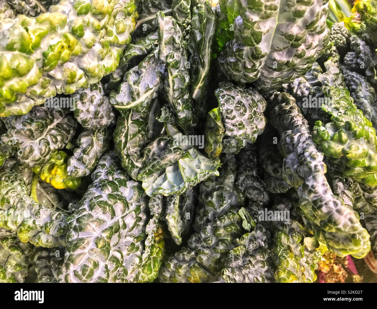 Fresh delicious tasty ripe Tuscan kale, Tuscan cabbage, Italian kale, dinosaur kale, kale, flat back cabbage, Lacinato kale, palm tree kale, cavolo nero, or black Tuscan palm. Stock Photo
