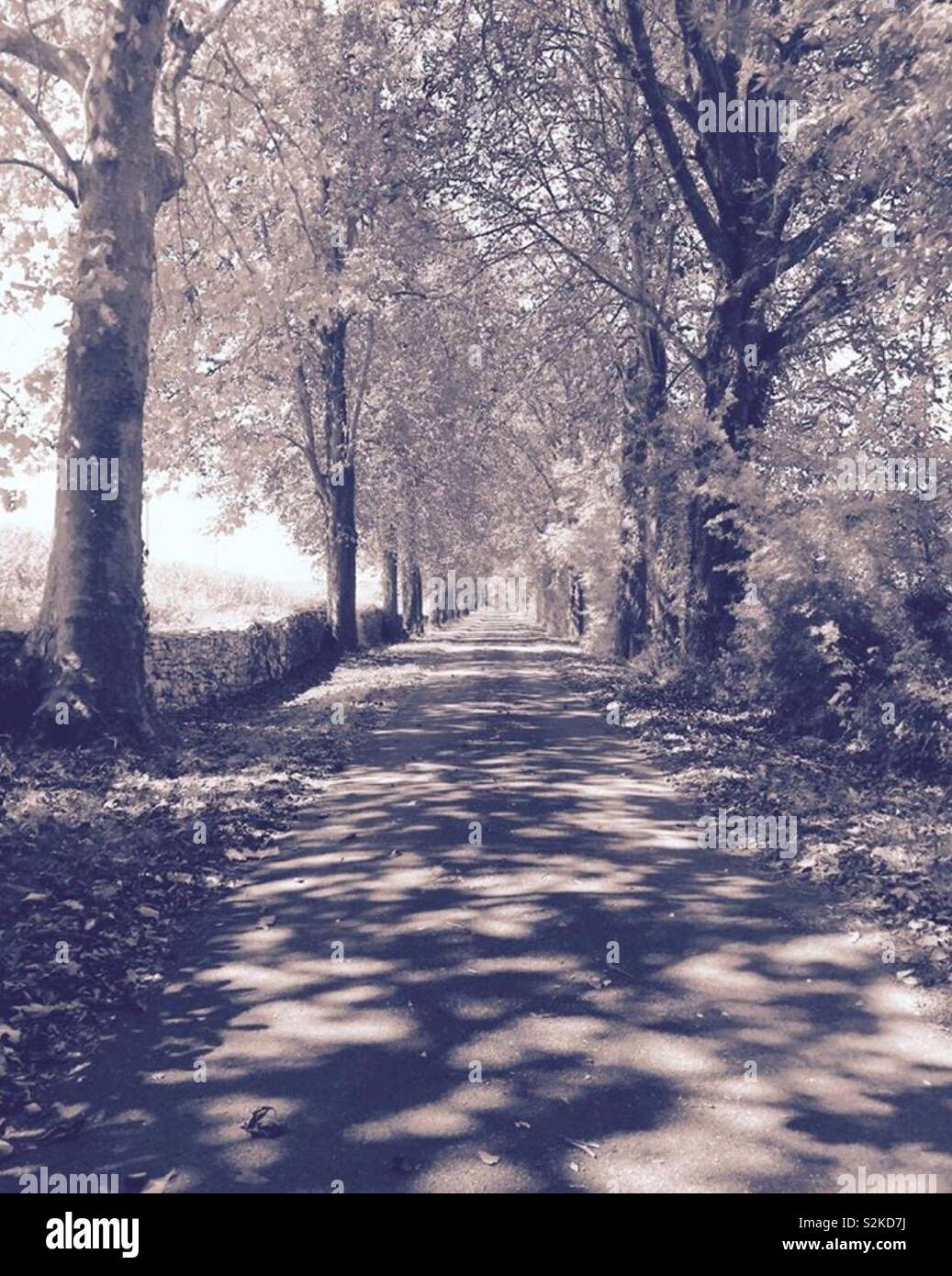 Tall straight trees in countryside hi-res stock photography and images ...