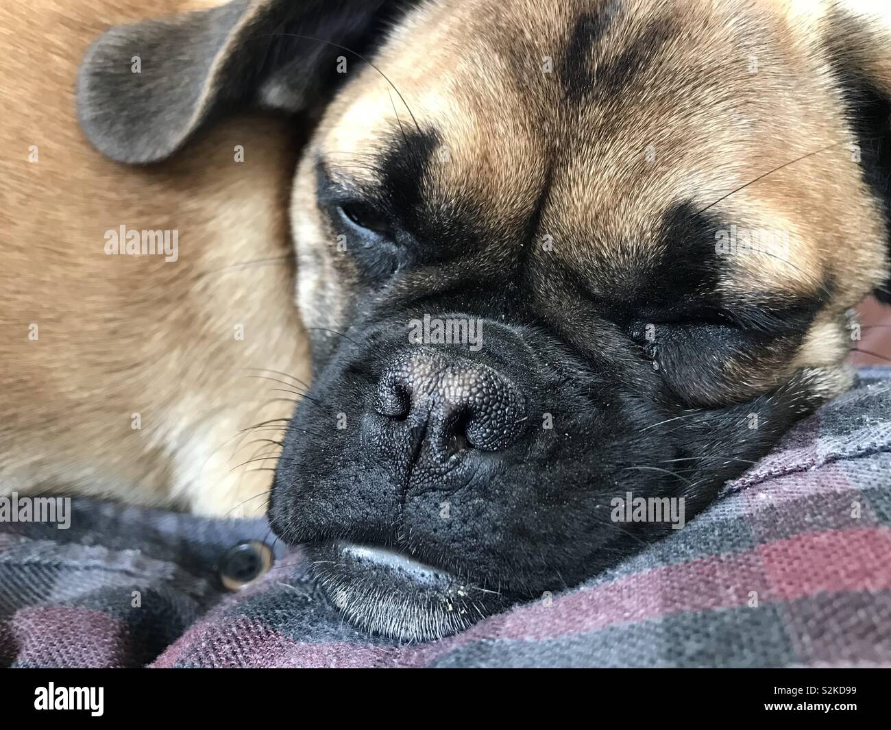 Puggle Puppy sleeping Stock Photo
