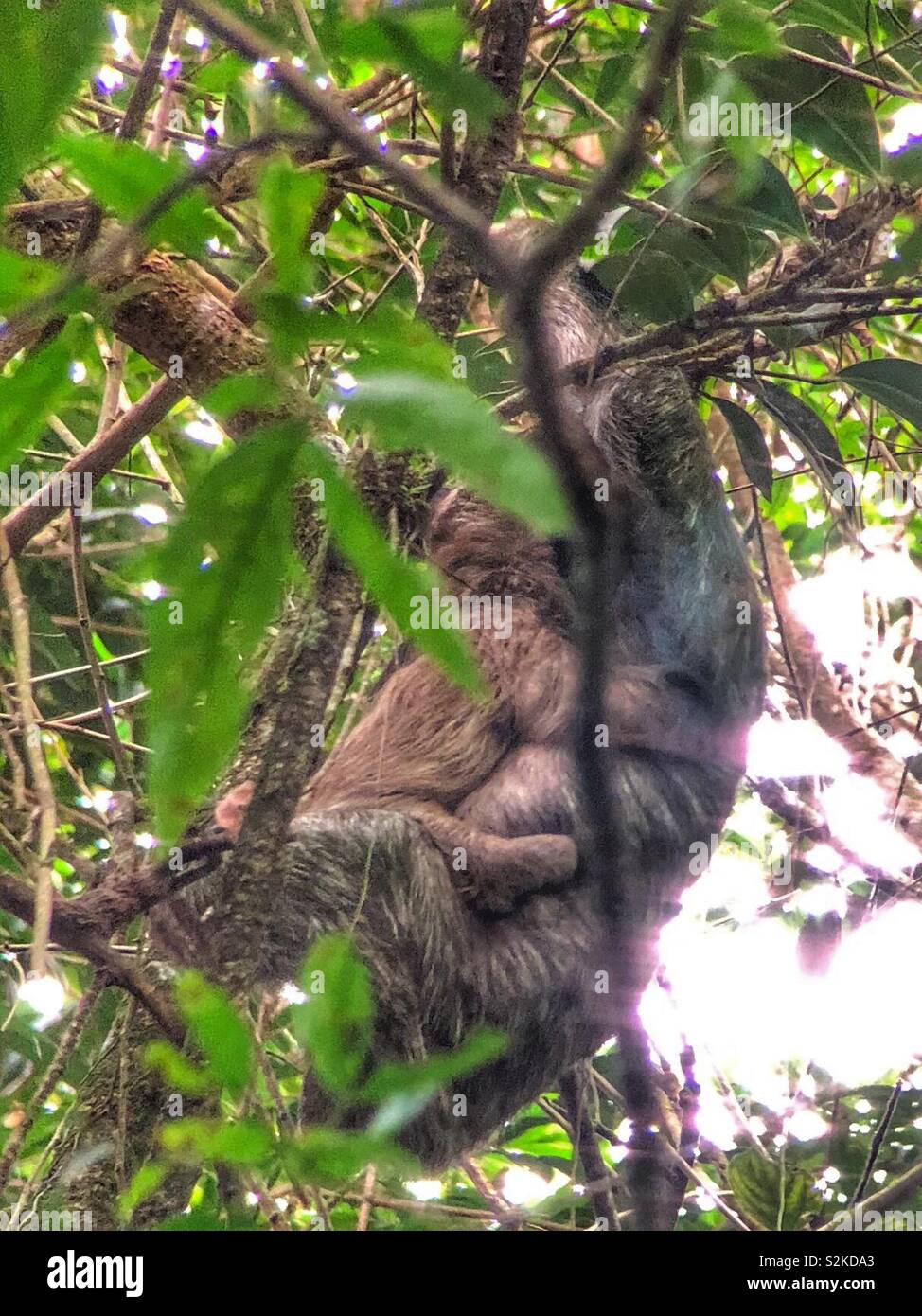 A baby sloth clings to its mother in a tree. Stock Photo