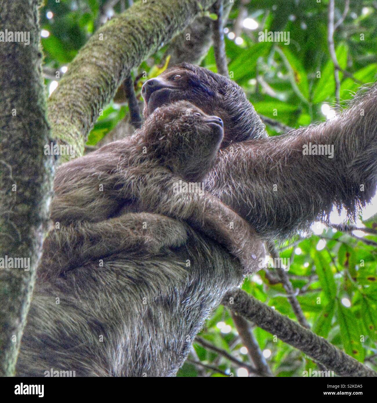 A close up of a mother and baby sloth hanging in a tree. Stock Photo