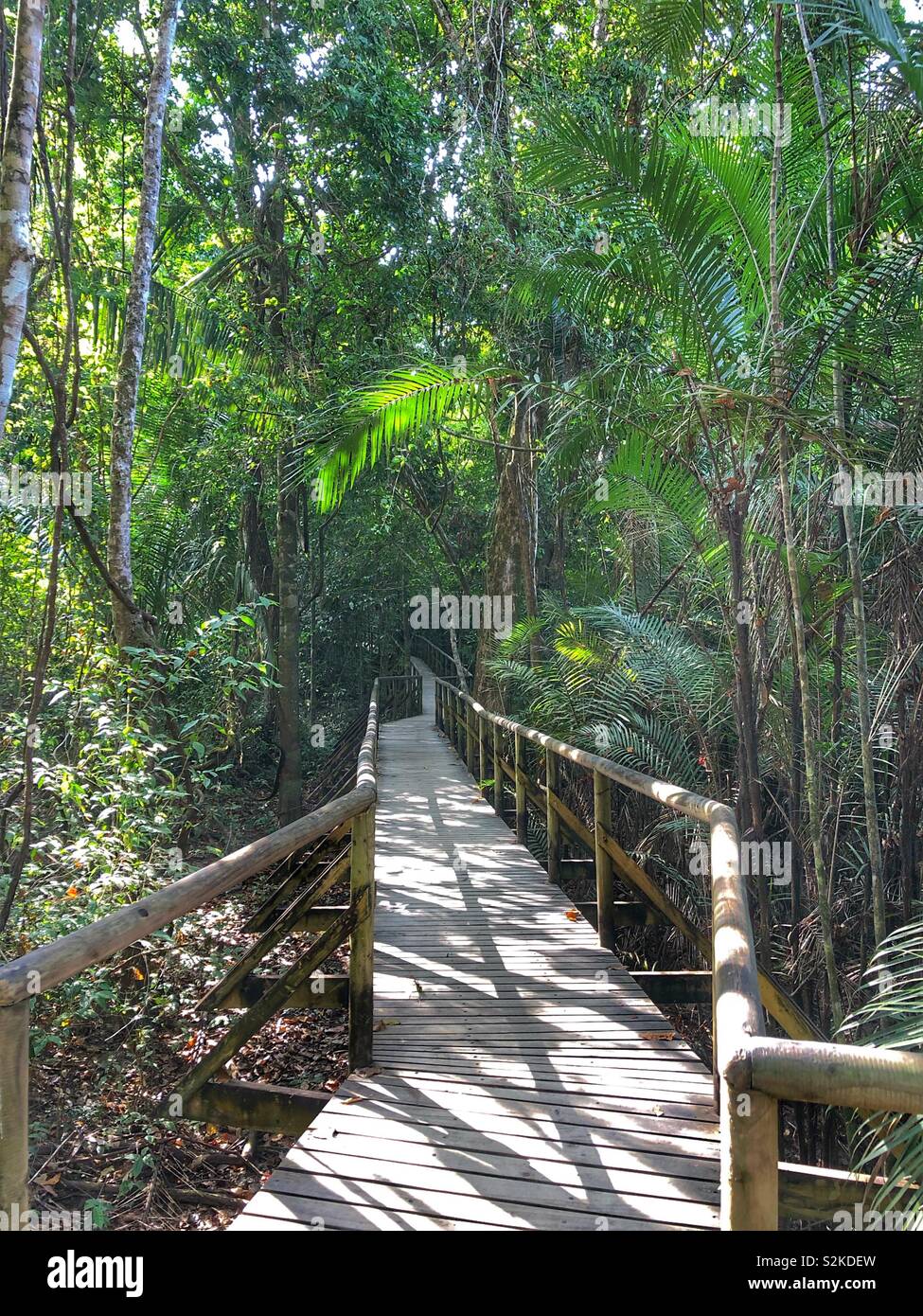 A wooden walkway in Manual Antonio National Park in Costa Rica. - Smartphone Captured Stock Image