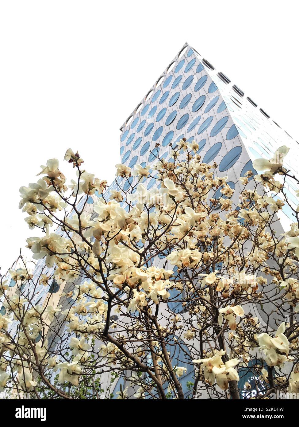 Magnolias blooming in Beijing, China - Smartphone Captured Stock Image