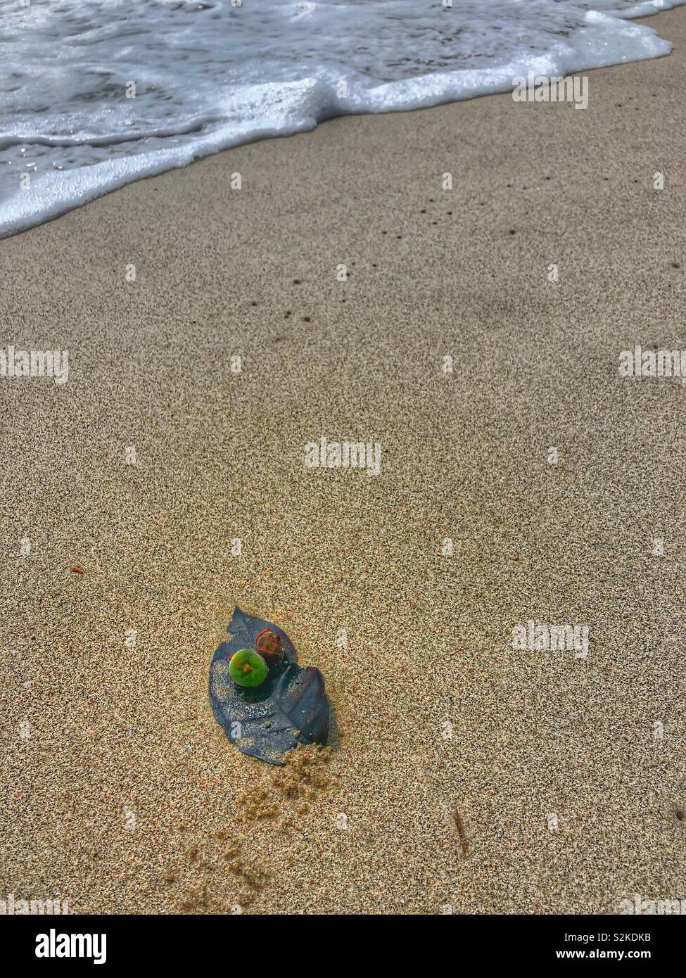 A leaf pointing the way to the sea. - Smartphone Captured Stock Image