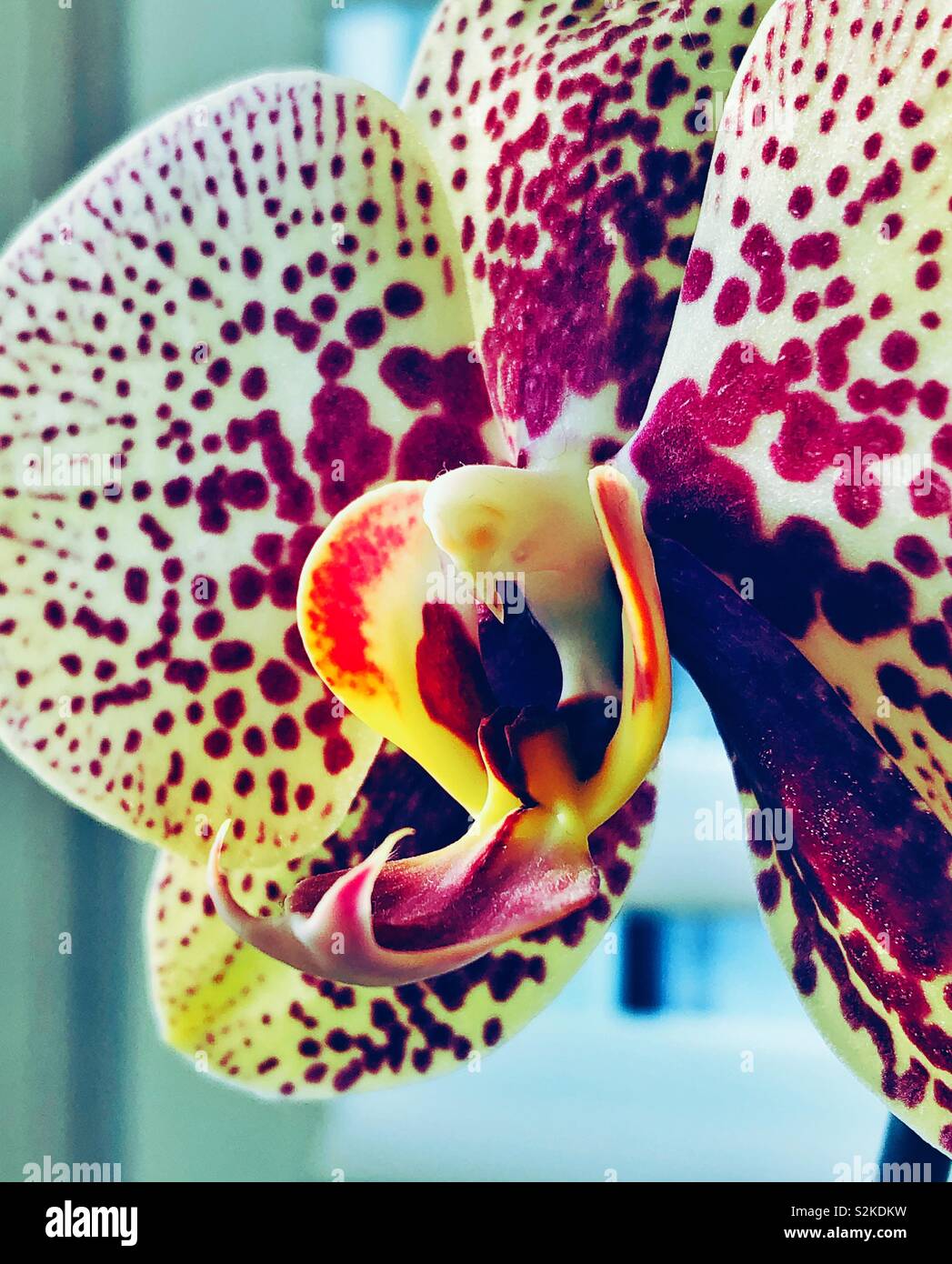 Closeup of yellow and purple orchid bloom - Smartphone Captured Stock Image