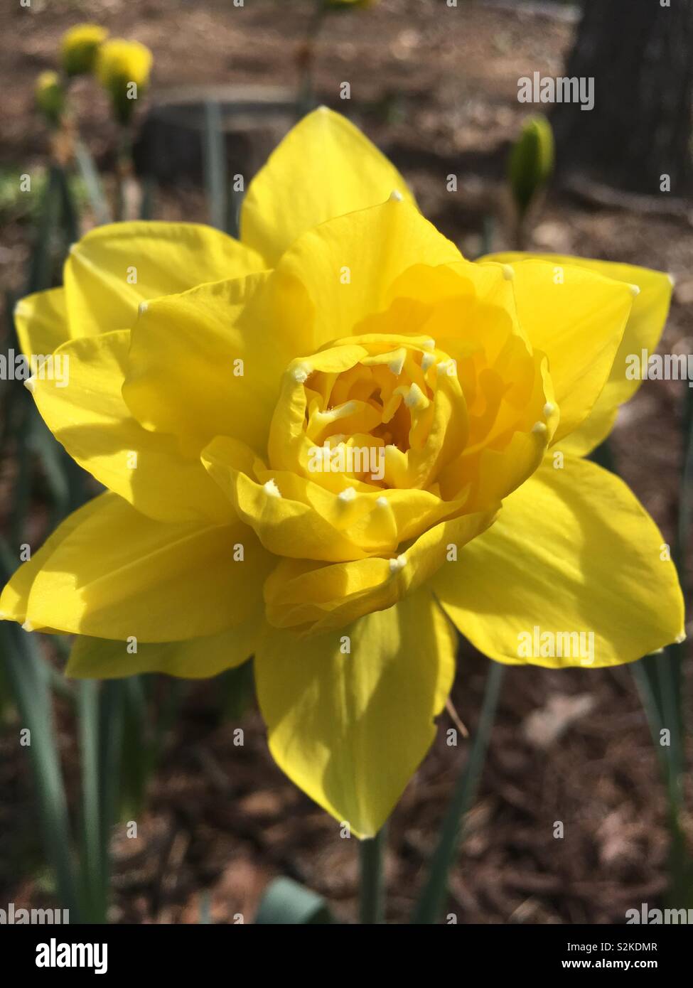Double Daffodil Golden Ducat Stock Photo Alamy