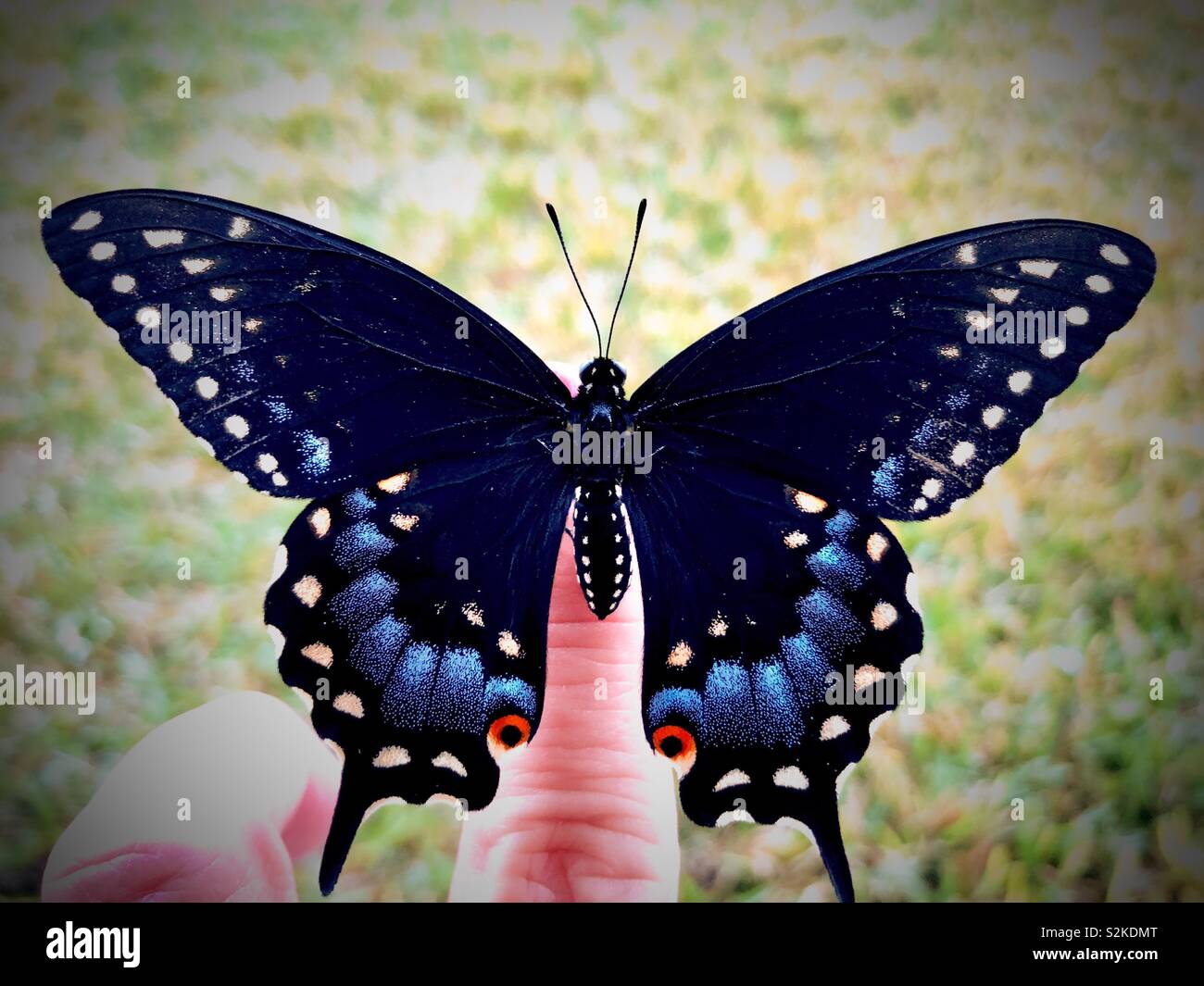Black swallowtail butterfly on a woman’s hand Stock Photo