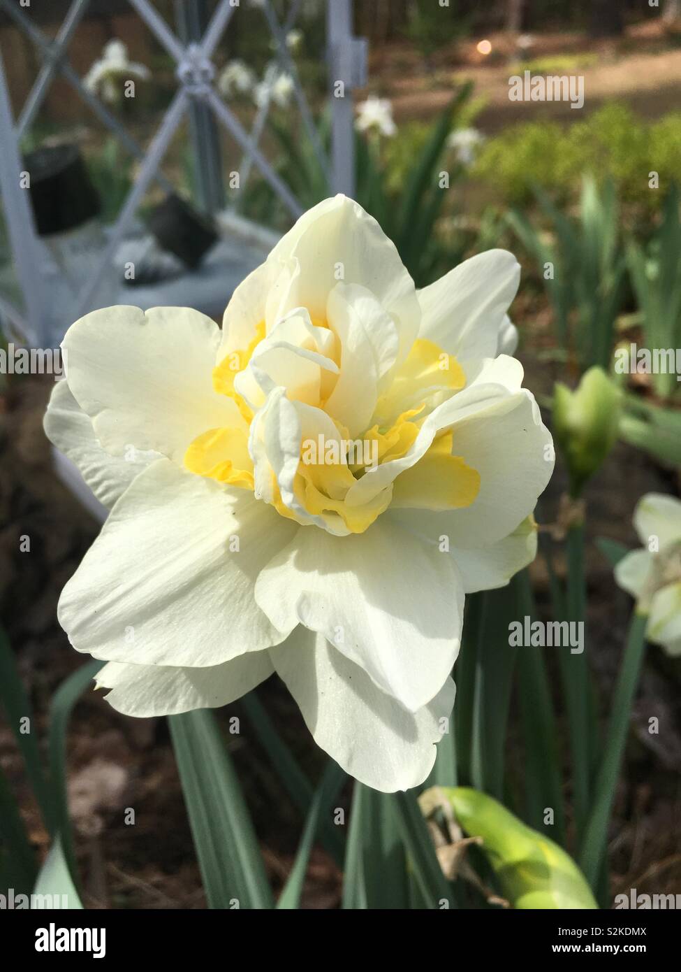 Double Daffodil White Lion Stock Photo Alamy