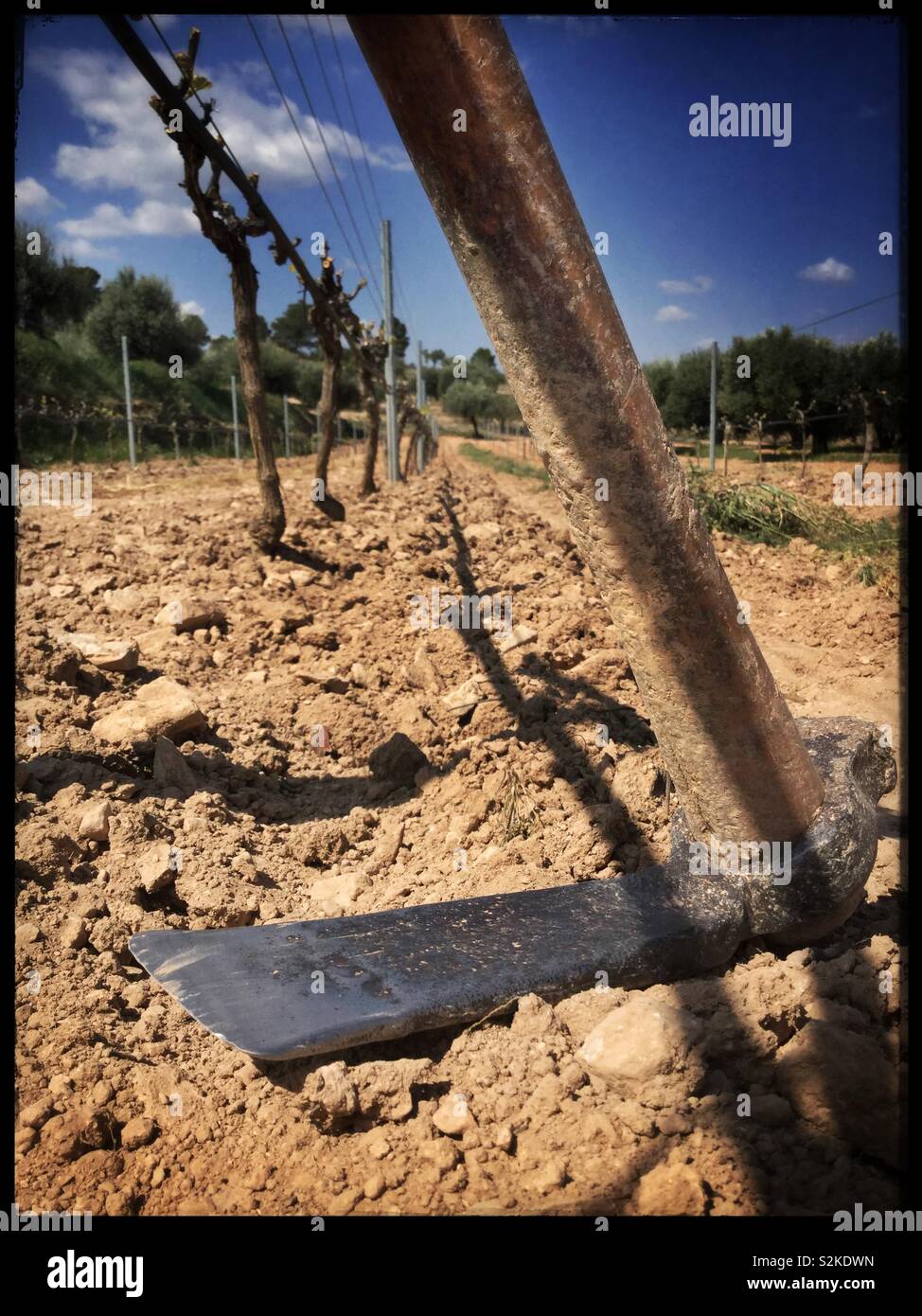 Backhoe (mattock) for under trellis weeding in the vineyard, Catalonia, Spain. - Smartphone Captured Stock Image