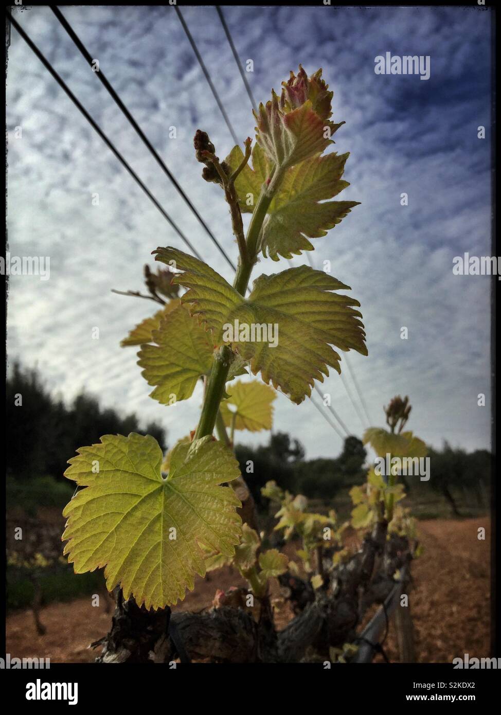 New shoots and flowers on Syrah grapevines, Catalonia, Spain. - Smartphone Captured Stock Image