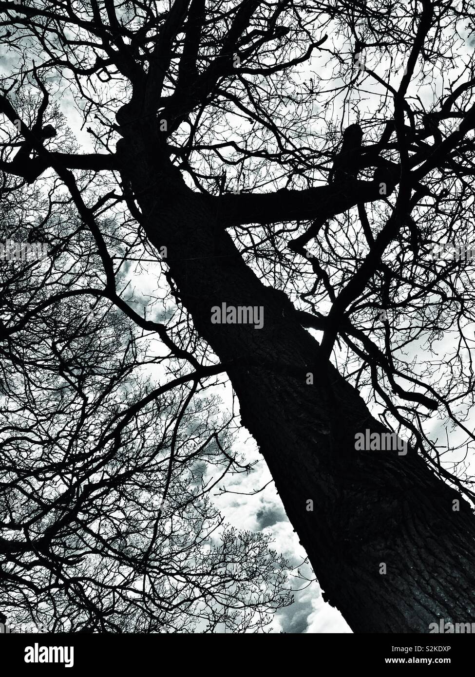 Tree in winter - Smartphone Captured Stock Image