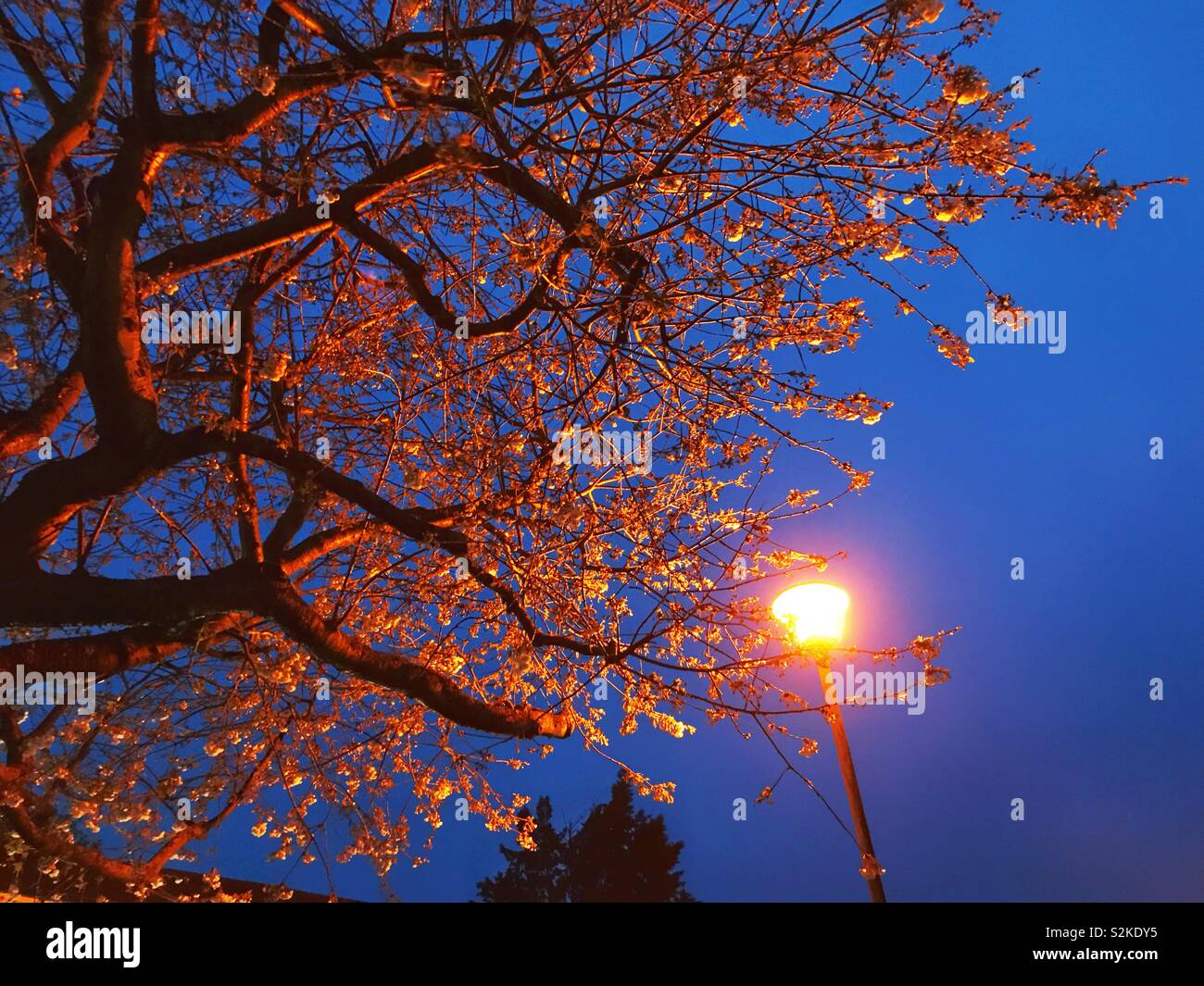 Cherry blossom lit up by a street light at night. - Smartphone Captured Stock Image