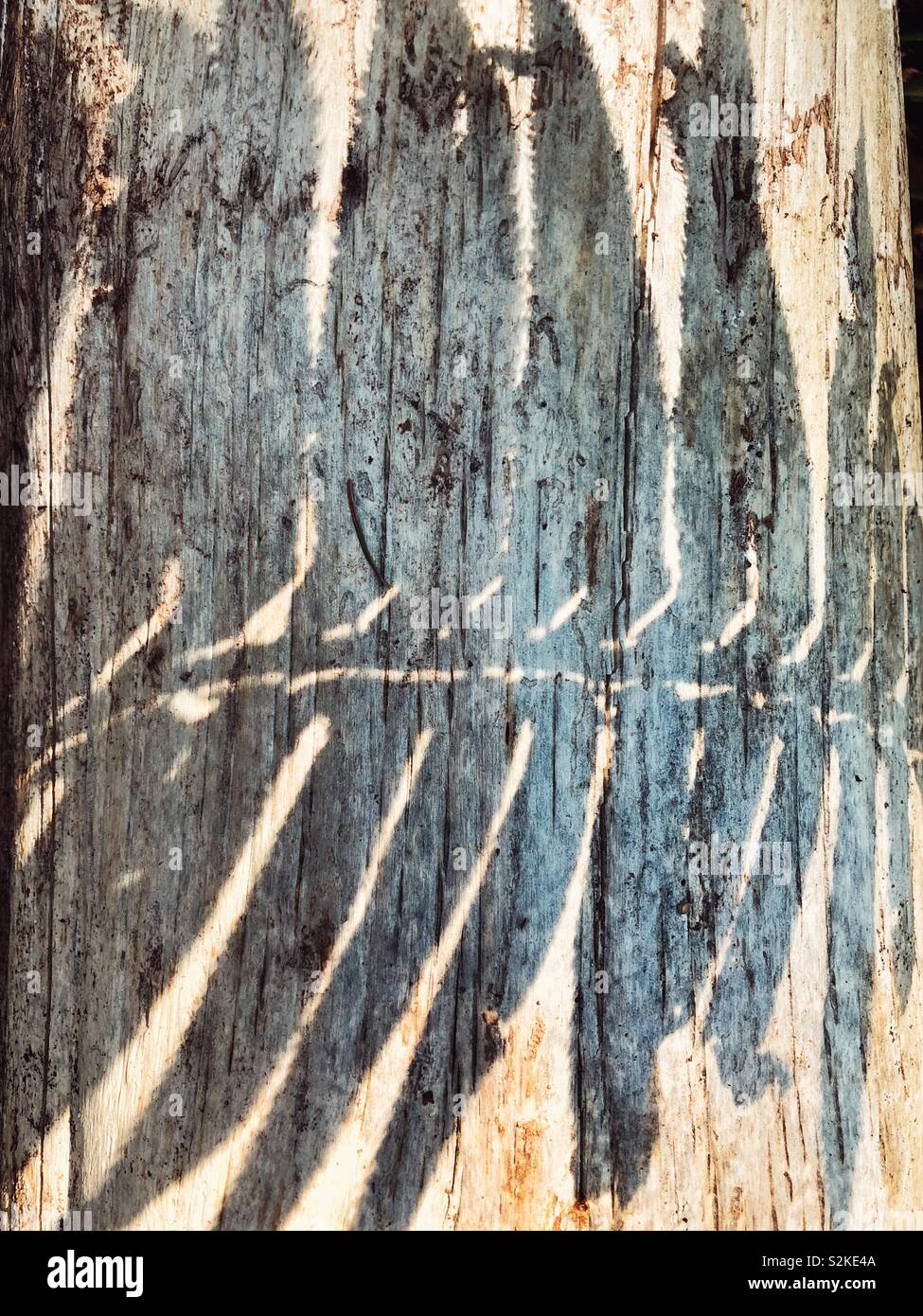 Fern shadow on a log - Smartphone Captured Stock Image