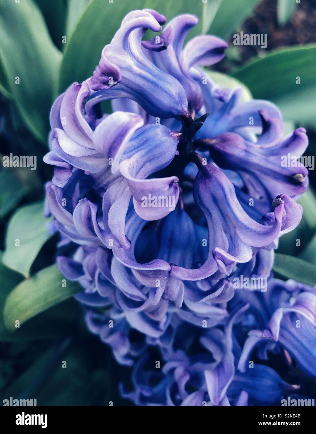 Early spring blooms - Smartphone Captured Stock Image