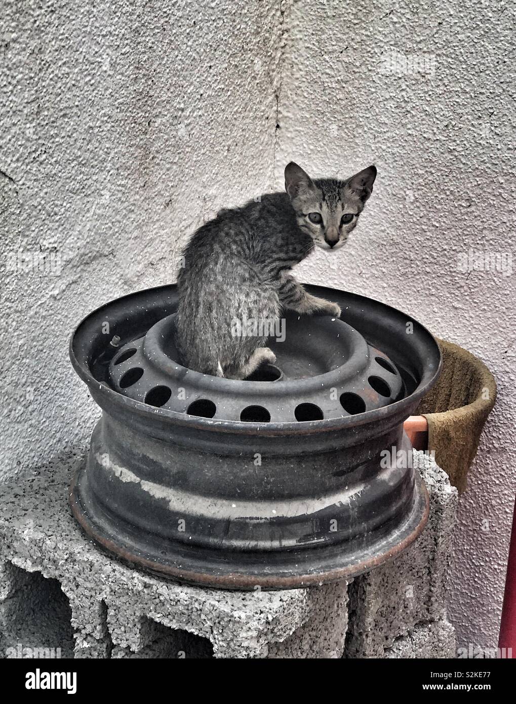 Scared cat Stock Photo