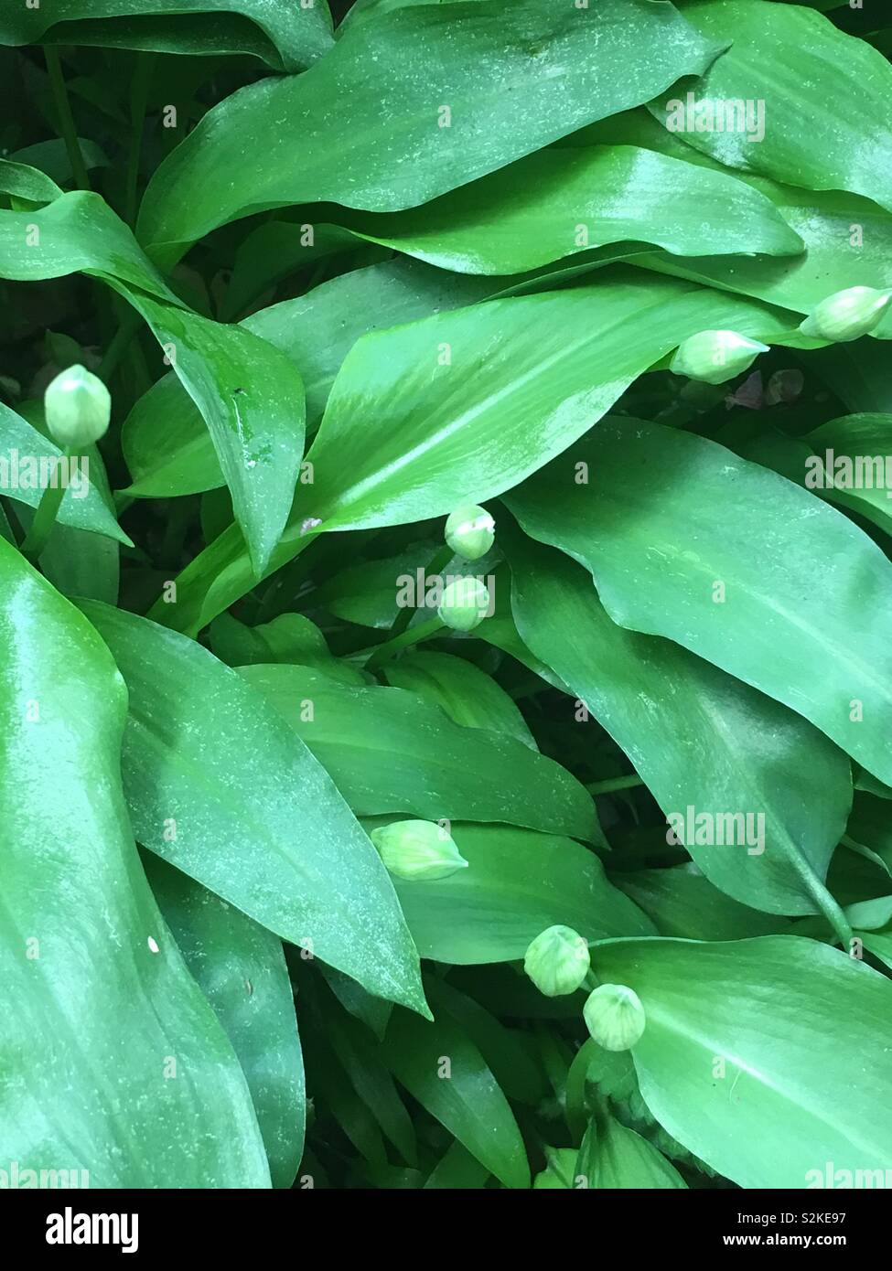 Wild Garlic (Ransoms) Stock Photo