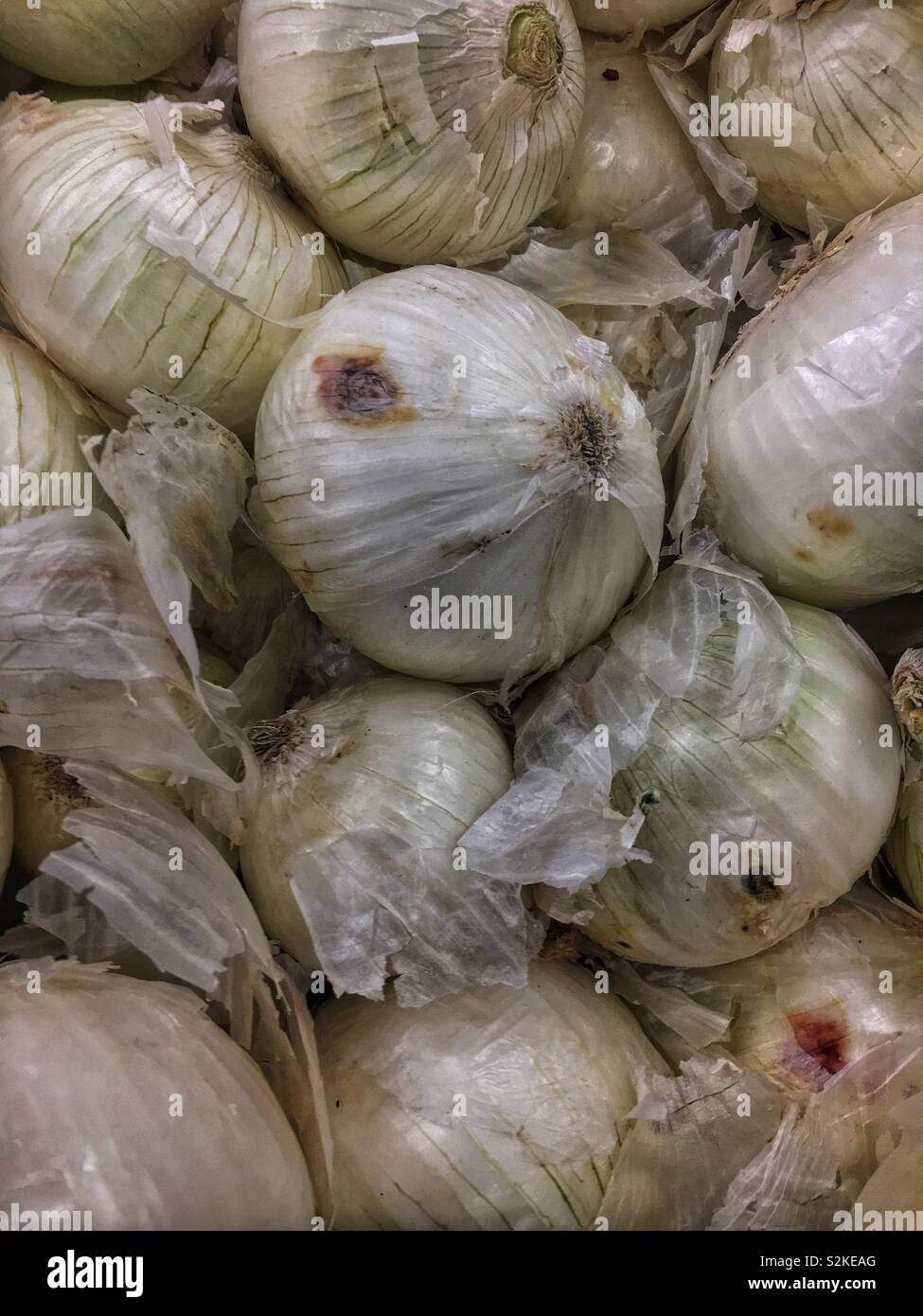 Full frame of fresh delicious ripe white onion, Allium cepa, sweet