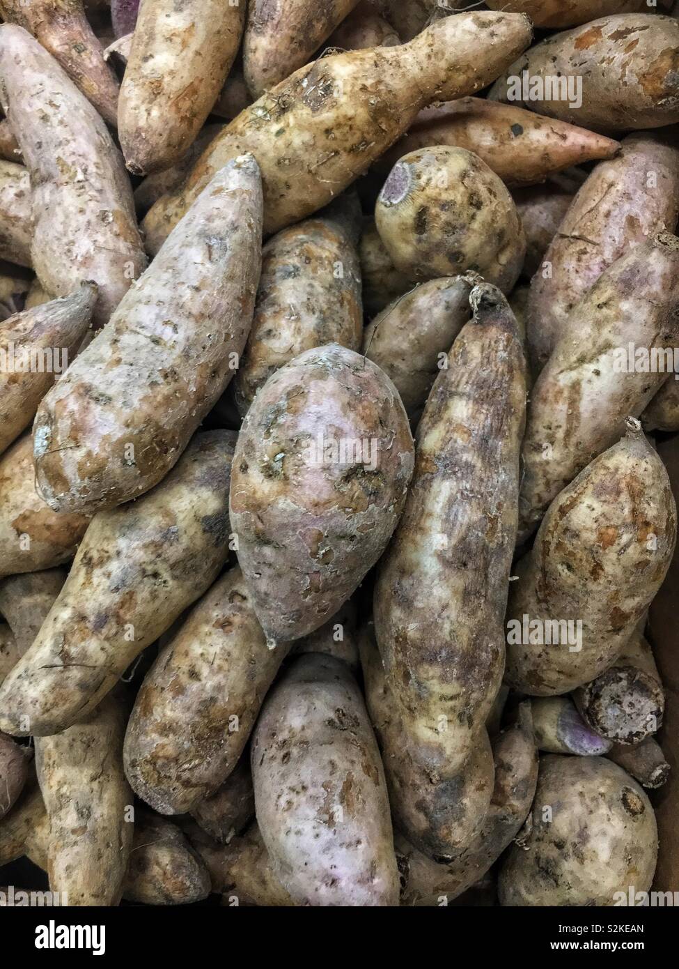 Full frame of fresh delicious ripe Dioscorea alata, purple yams, ube, or greater yams on display and for sale at the local produce market. Stock Photo