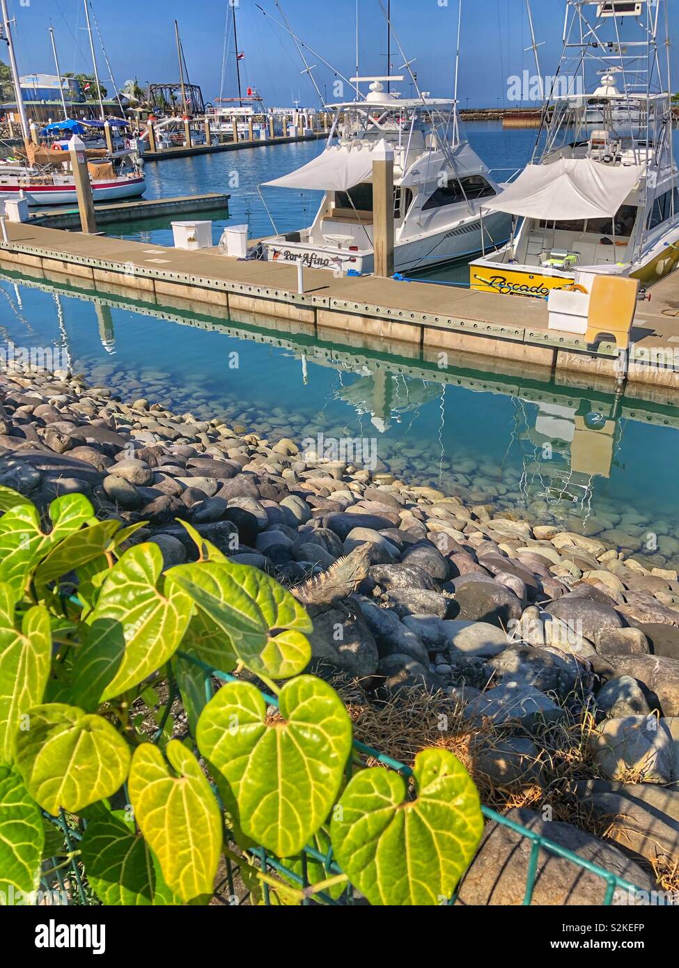 Fishing boats moored at a marina in Costa Rica. - Smartphone Captured Stock Image