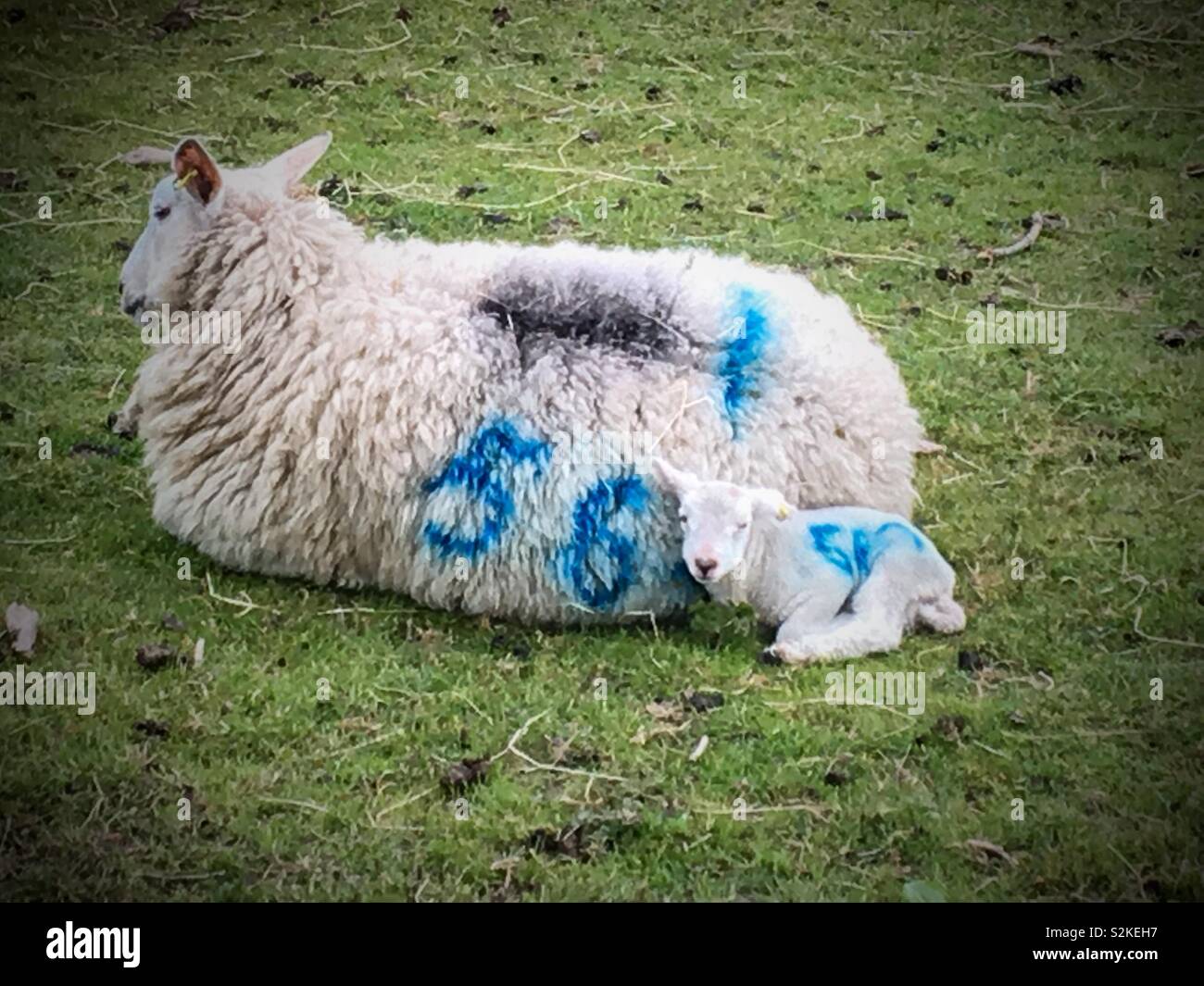 Newborn lamb and it’s mother - Smartphone Captured Stock Image