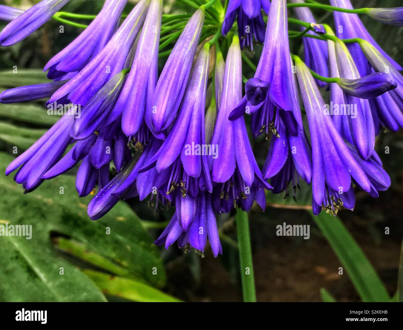 Bunch of beautiful fresh Virginia bluebells flowers hanging around on one stem. - Smartphone Captured Stock Image