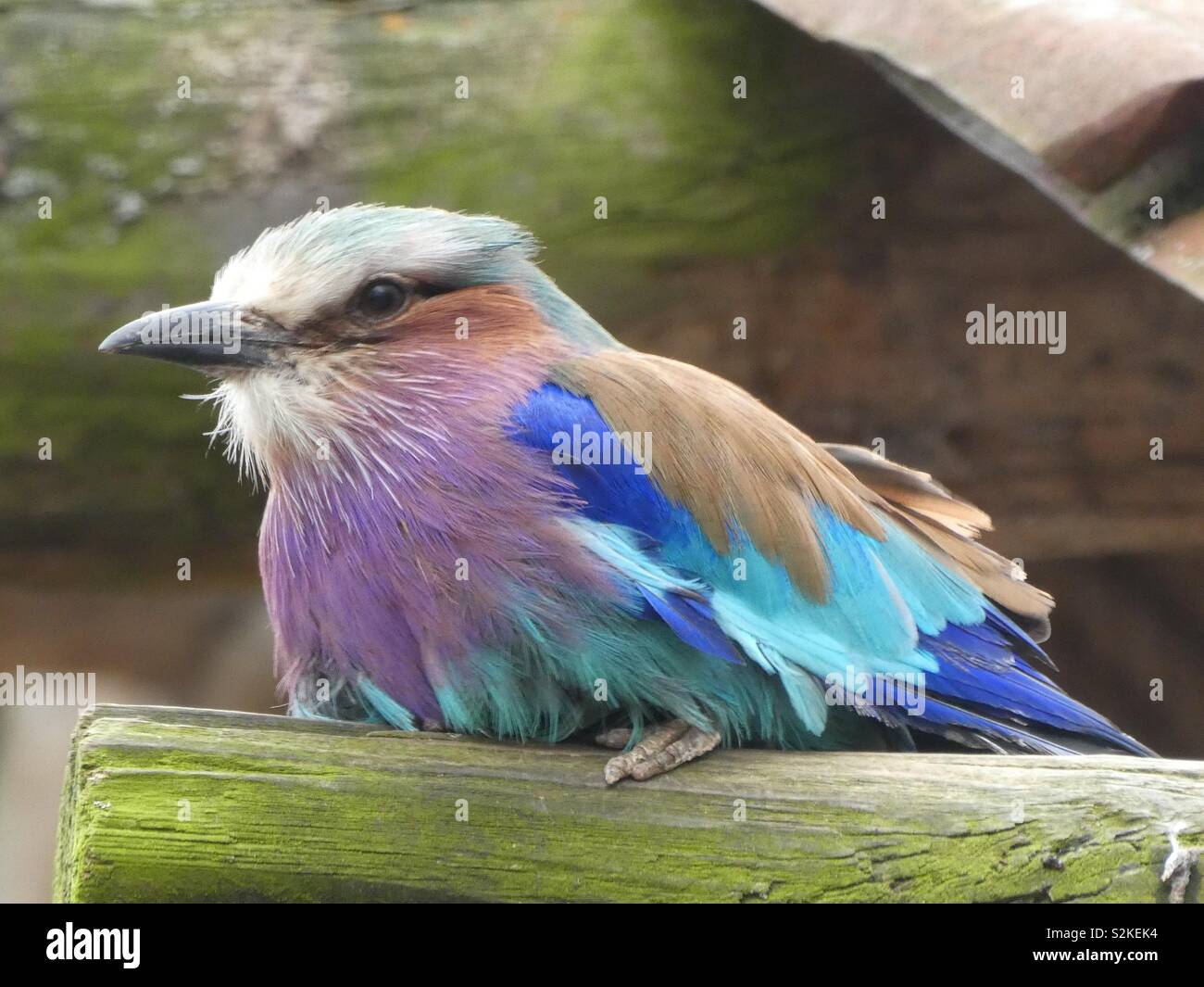 A colourful bird Stock Photo