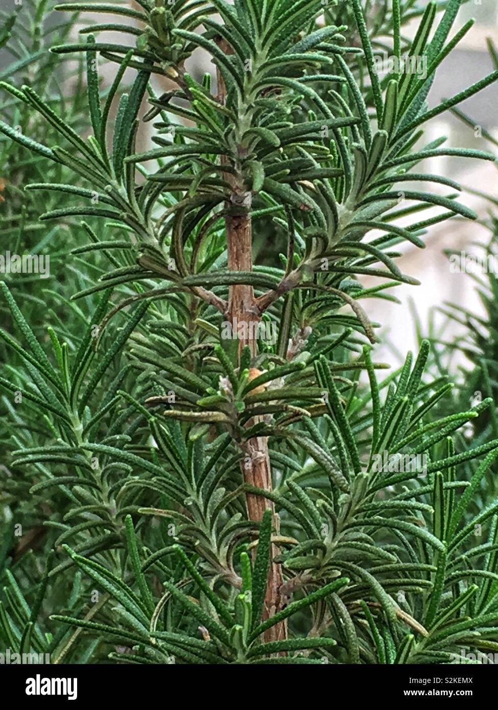 Fresh perfect aromatic rosemary herb plant. - Smartphone Captured Stock Image
