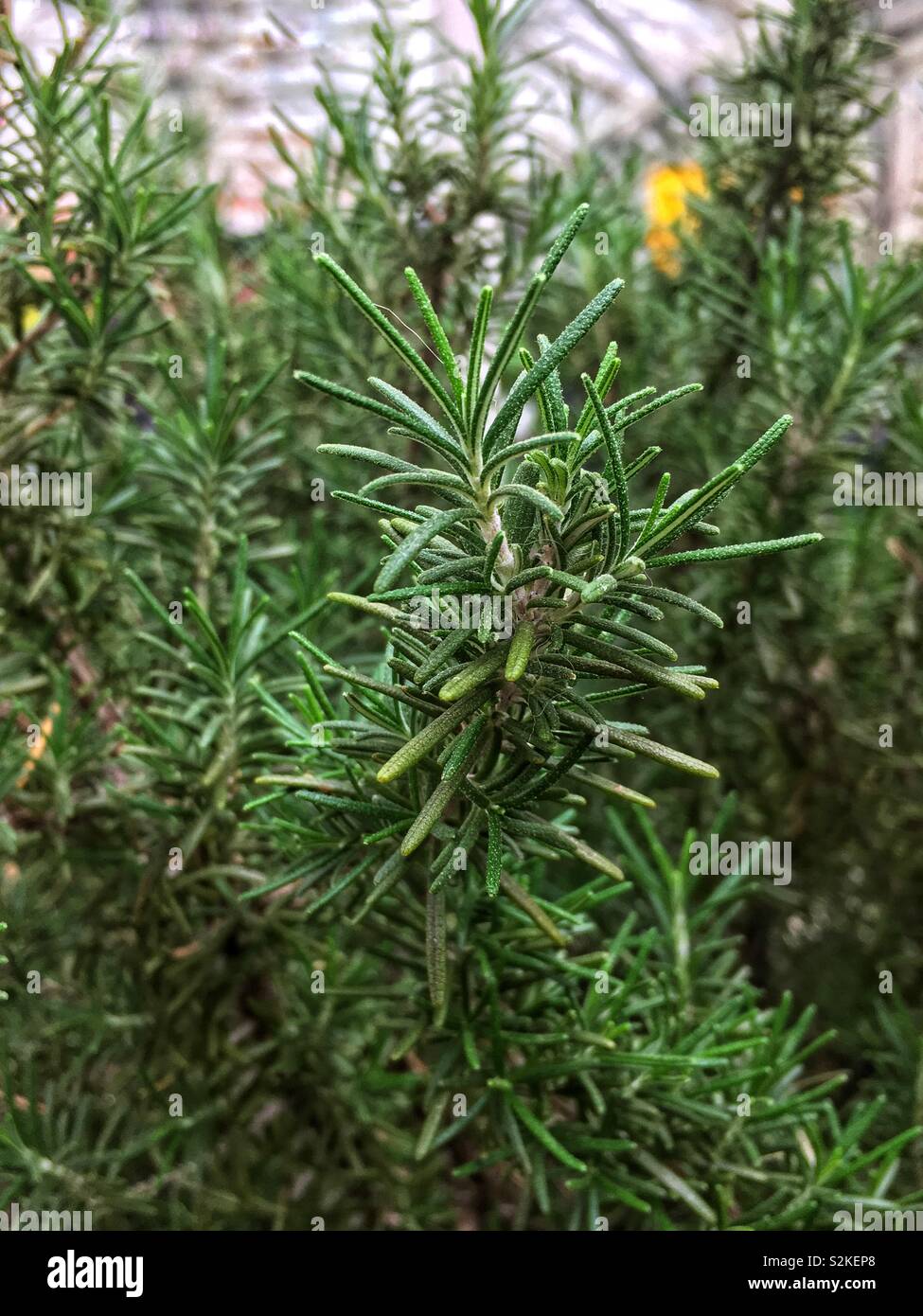 Hojas Secas De Romero Rosmarinus Officinalis Especias Secas De Romero Natural Hierbas Secas