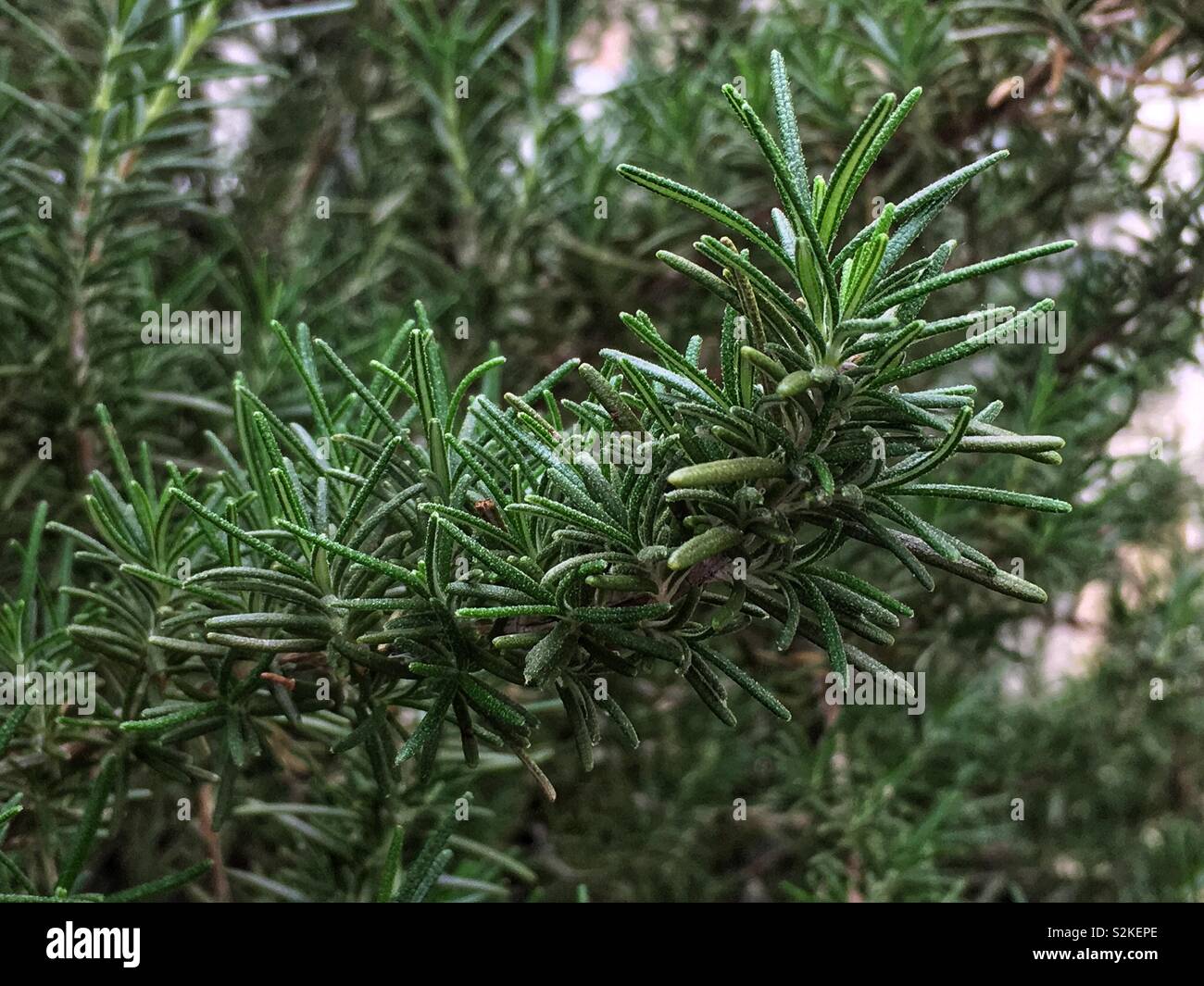 Hojas Secas De Romero Rosmarinus Officinalis Especias Secas De Romero Natural Hierbas Secas