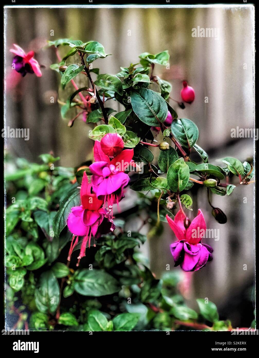 Flowering fuschia plant Stock Photo Alamy